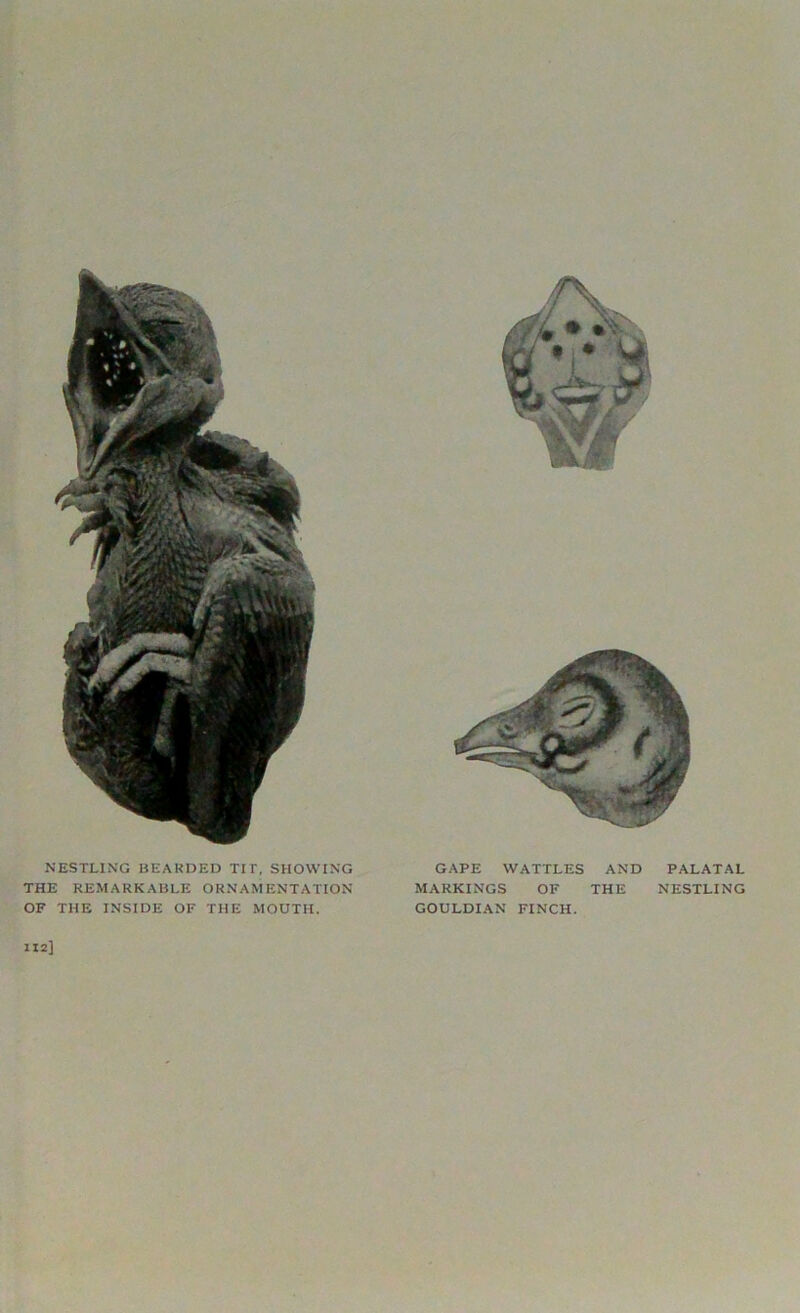NESTLING BEARDED TIT, SHOWING THE REMARKABLE ORNAMENTATION OF THE INSIDE OF THE MOUTH. GAPE WATTLES AND PALATAL MARKINGS OF THE NESTLING GOULDIAN FINCH. 112]