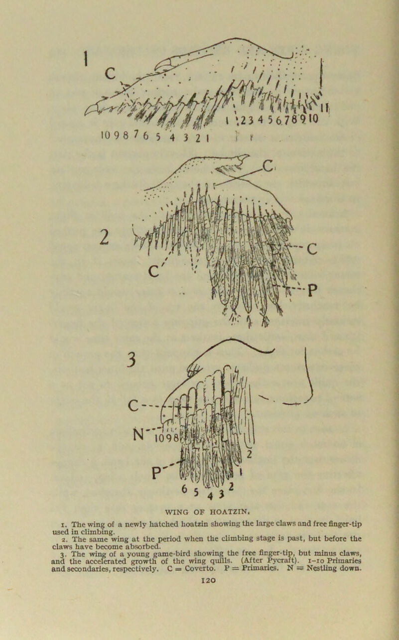 1 WING OF HOATZIN. 1. The wing of a newly hatched hoatzin showing the large claws and free finger-tip used in climbing. 2. The same wing at the period when the climbing stage is past, but before the claws have become absorbed. 3. The wing of a young game-bird showing the free finger-tip, but minus claws, and the accelerated growth of the wing quills. (After Pycraft). 1-10 Primaries and secondaries, respectively. C = Covcrto. P = Primaries. N = Nestling down.