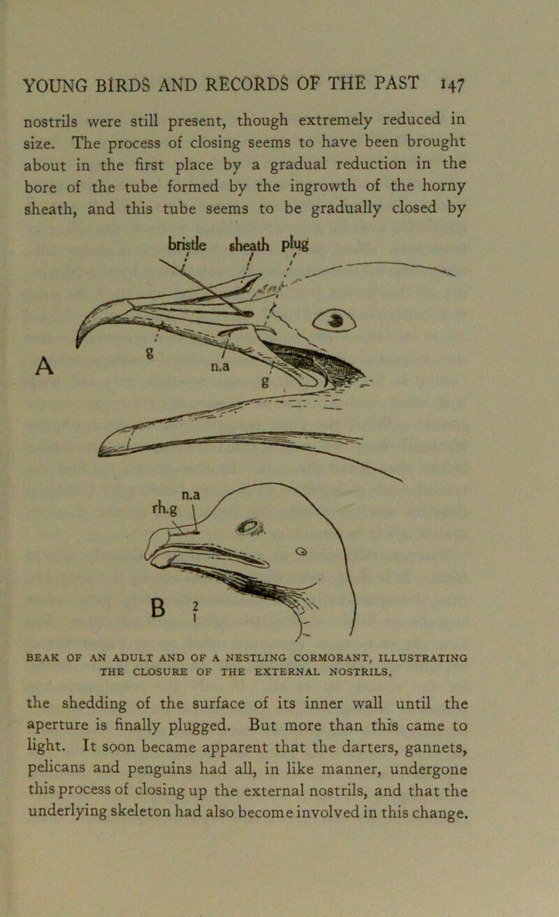 nostrils were still present, though extremely reduced in size. The process of closing seems to have been brought about in the first place by a gradual reduction in the bore of the tube formed by the ingrowth of the horny sheath, and this tube seems to be gradually closed by BEAK OF AN ADULT AND OF A NESTLING CORMORANT, ILLUSTRATING THE CLOSURE OF THE EXTERNAL NOSTRILS. the shedding of the surface of its inner wall until the aperture is finally plugged. But more than this came to light. It soon became apparent that the darters, gannets, pelicans and penguins had all, in like manner, undergone this process of closing up the external nostrils, and that the underlying skeleton had also become involved in this change.