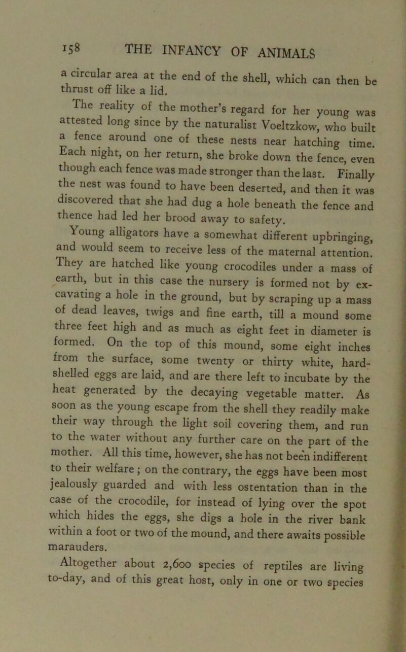 a circular area at the end of the shell, which can then be thrust off like a lid. The reality of the mother’s regard for her young was attested long since by the naturalist Voeltzkow, who built a fence around one of these nests near hatching time. Each night, on her return, she broke down the fence, even though each fence was made stronger than the last. Finally the nest was found to have been deserted, and then it was discovered that she had dug a hole beneath the fence and thence had led her brood away to safety. Young alligators have a somewhat different upbringing, and would seem to receive less of the maternal attention. I hey are hatched like young crocodiles under a mass of earth, but in this case the nursery is formed not by ex- cavating a hole in the ground, but by scraping up a mass of dead leaves, twigs and fine earth, till a mound some three feet high and as much as eight feet in diameter is formed. On the top of this mound, some eight inches from the surface, some twenty or thirty white, hard- shelled eggs are laid, and are there left to incubate by the heat generated by the decaying vegetable matter. As soon as the young escape from the shell they readily make their way through the light soil covering them, and run to the water without any further care on the part of the mother. All this time, however, she has not been indifferent to their welfare; on the contrary, the eggs have been most jealously guarded and with less ostentation than in the case of the crocodile, for instead of lying over the spot which hides the eggs, she digs a hole in the river bank within a foot or two of the mound, and there awaits possible marauders. Altogether about 2,600 species of reptiles are living to-day, and of this great host, only in one or two species