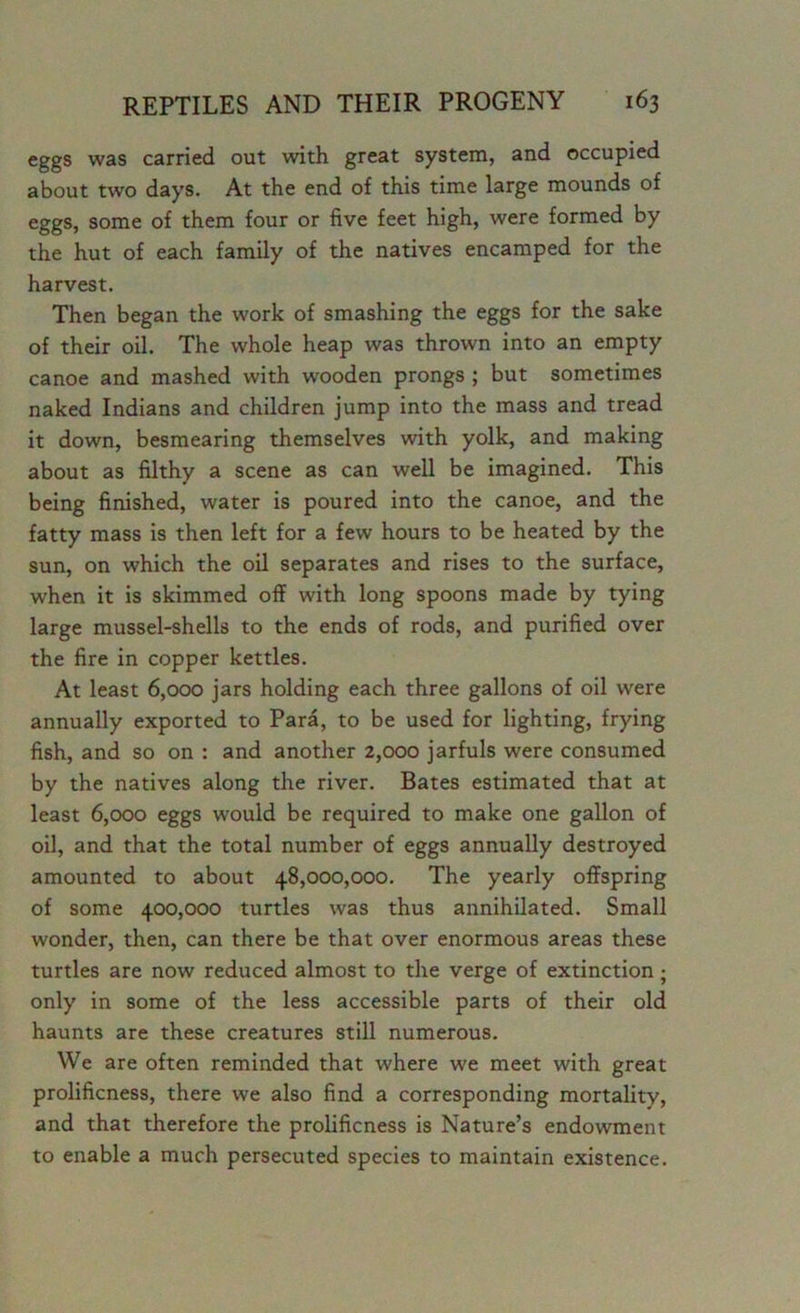 eggs was carried out with great system, and occupied about two days. At the end of this time large mounds of eggs, some of them four or five feet high, were formed by the hut of each family of the natives encamped for the harvest. Then began the work of smashing the eggs for the sake of their oil. The whole heap was thrown into an empty canoe and mashed with wooden prongs ; but sometimes naked Indians and children jump into the mass and tread it down, besmearing themselves with yolk, and making about as filthy a scene as can well be imagined. This being finished, water is poured into the canoe, and the fatty mass is then left for a few hours to be heated by the sun, on which the oil separates and rises to the surface, when it is skimmed off with long spoons made by tying large mussel-shells to the ends of rods, and purified over the fire in copper kettles. At least 6,000 jars holding each three gallons of oil were annually exported to Para, to be used for lighting, frying fish, and so on : and another 2,000 jarfuls were consumed by the natives along the river. Bates estimated that at least 6,000 eggs would be required to make one gallon of oil, and that the total number of eggs annually destroyed amounted to about 48,000,000. The yearly offspring of some 400,000 turtles was thus annihilated. Small wonder, then, can there be that over enormous areas these turtles are now reduced almost to the verge of extinction; only in some of the less accessible parts of their old haunts are these creatures still numerous. We are often reminded that where we meet with great prolificness, there we also find a corresponding mortality, and that therefore the prolificness is Nature’s endowment to enable a much persecuted species to maintain existence.