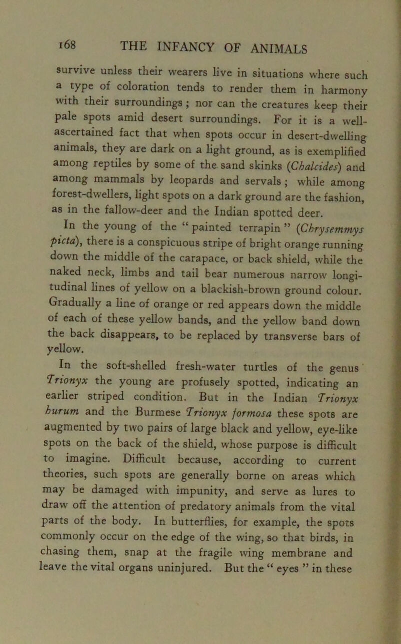 survive unless their wearers live in situations where such a type of coloration tends to render them in harmony with their surroundings ; nor can the creatures keep their pale spots amid desert surroundings. For it is a well- ascertained fact that when spots occur in desert-dwelling animals, they are dark on a light ground, as is exemplified among reptiles by some of the sand skinks (Chalcides) and among mammals by leopards and servals ; while among forest-dwellers, light spots on a dark ground are the fashion, as in the fallow-deer and the Indian spotted deer. In the young of the “ painted terrapin ” (Chrysemmys ptcta), there is a conspicuous stripe of bright orange running down the middle of the carapace, or back shield, while the naked neck, limbs and tail bear numerous narrow longi- tudinal lines of yellow on a blackish-brown ground colour. Gradually a line of orange or red appears down the middle of each of these yellow bands, and the yellow band down the back disappears, to be replaced by transverse bars of yellow. In the soft-shelled fresh-water turtles of the genus Trionyx the young are profusely spotted, indicating an earlier striped condition. But in the Indian Trionyx hurum and the Burmese Trionyx fortnosa these spots are augmented by two pairs of large black and yellow, eye-like spots on the back of the shield, whose purpose is difficult to imagine. Difficult because, according to current theories, such spots are generally borne on areas which may be damaged with impunity, and serve as lures to draw off the attention of predatory animals from the vital parts of the body. In butterflies, for example, the spots commonly occur on the edge of the wing, so that birds, in chasing them, snap at the fragile wing membrane and leave the vital organs uninjured. But the “ eyes ” in these