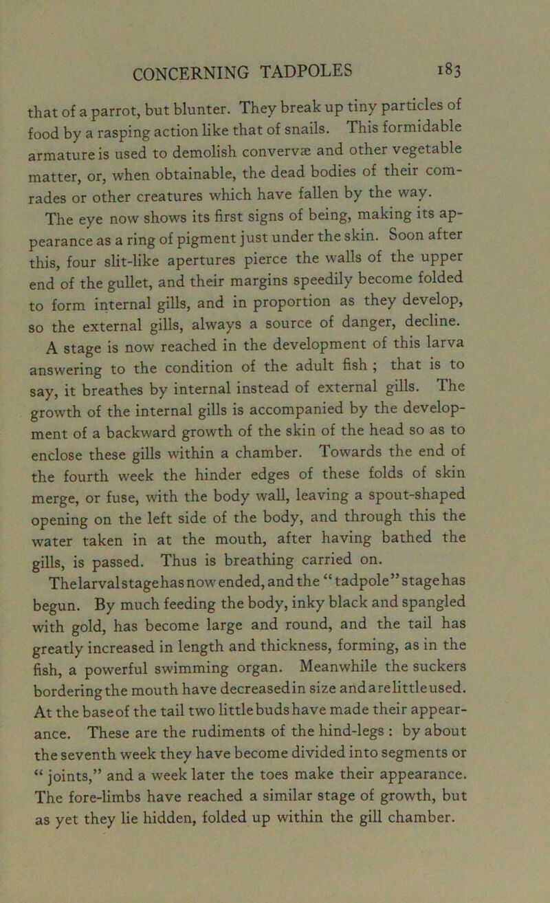 that of a parrot, but blunter. They break up tiny particles of food by a rasping action like that of snails. This formidable armature is used to demolish convervae and other vegetable matter, or, when obtainable, the dead bodies of their com- rades or other creatures which have fallen by the way. The eye now shows its first signs of being, making its ap- pearance as a ring of pigment just under the skin. Soon after this, four slit-like apertures pierce the walls of the upper end of the gullet, and their margins speedily become folded to form internal gills, and in proportion as they develop, so the external gills, always a source of danger, decline. A stage is now reached in the development of this larva answering to the condition of the adult fish , that is to say, it breathes by internal instead of external gills. The growth of the internal gills is accompanied by the develop- ment of a backward growth of the skin of the head so as to enclose these gills within a chamber. Towards the end of the fourth week the hinder edges of these folds of skin merge, or fuse, with the body wall, leaving a spout-shaped opening on the left side of the body, and through this the water taken in at the mouth, after having bathed the gills, is passed. Thus is breathing carried on. Thelarvalstagehas now ended, and the “ tadpole” stage has begun. By much feeding the body, inky black and spangled with gold, has become large and round, and the tail has greatly increased in length and thickness, forming, as in the fish, a powerful swimming organ. Meanwhile the suckers borderingthe mouth have decreasedin size andarelittleused. At the base of the tail two little buds have made their appear- ance. These are the rudiments of the hind-legs : by about the seventh week they have become divided into segments or “ joints,” and a week later the toes make their appearance. The fore-limbs have reached a similar stage of growth, but as yet they lie hidden, folded up within the gill chamber.