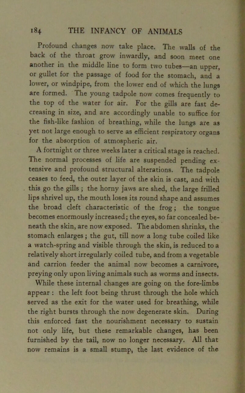 Profound changes now take place. The walls of the back of the throat grow inwardly, and soon meet one another in the middle line to form two tubes—an upper, or gullet for the passage of food for the stomach, and a lower, or windpipe, from the lower end of which the lungs are formed. The young tadpole now comes frequently to the top of the water for air. For the gills are fast de- creasing in size, and are accordingly unable to suffice for the fish-like fashion of breathing, while the lungs are as yet not large enough to serve as efficient respiratory organs for the absorption of atmospheric air. A fortnight or three weeks later a critical stage is reached. The normal processes of life are suspended pending ex- tensive and profound structural alterations. The tadpole ceases to feed, the outer layer of the skin is cast, and with this go the gills ; the horny jaw's are shed, the large frilled lips shrivel up, the mouth loses its round shape and assumes the broad cleft characteristic of the frog; the tongue becomes enormously increased; the eyes, so far concealed be- neath the skin, are now exposed. The abdomen shrinks, the stomach enlarges; the gut, till now a long tube coiled like a watch-spring and visible through the skin, is reduced to a relatively short irregularly coiled tube, and from a vegetable and carrion feeder the animal now becomes a carnivore, preying only upon living animals such as worms and insects. While these internal changes are going on the fore-limbs appear : the left foot being thrust through the hole which served as the exit for the water used for breathing, while the right bursts through the now degenerate skin. During this enforced fast the nourishment necessary to sustain not only life, but these remarkable changes, has been furnished by the tail, now no longer necessary. All that now remains is a small stump, the last evidence of the