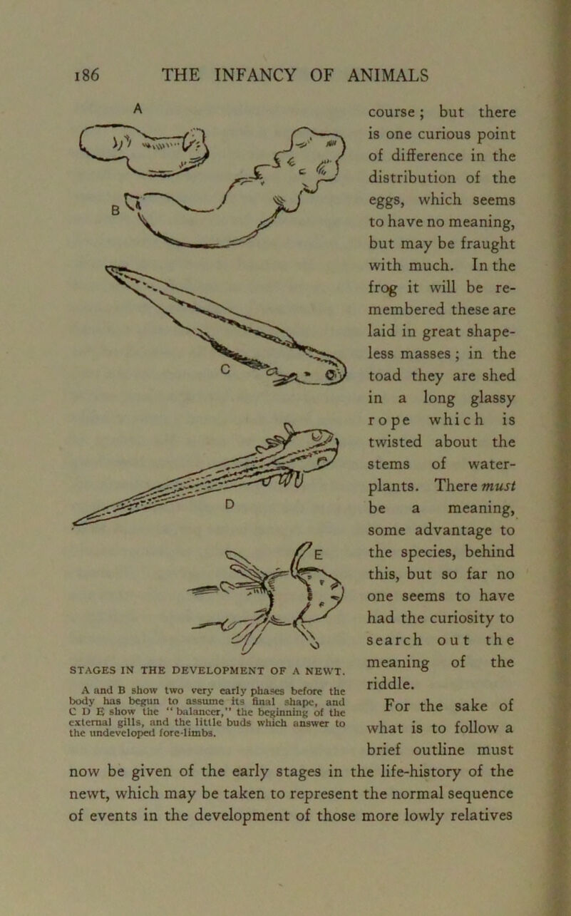 STAGES IN THE DEVELOPMENT OF A NEWT. A and B show two very early phases before the body has begun to assume its final shape, and C D E show the “ balancer,” the beginning of the external gills, and the little buds which answer to the undeveloped fore-limbs. course; but there is one curious point of difference in the distribution of the eggs, which seems to have no meaning, but may be fraught with much. In the frog it will be re- membered these are laid in great shape- less masses ; in the toad they are shed in a long glassy rope which is twisted about the stems of water- plants. There must be a meaning, some advantage to the species, behind this, but so far no one seems to have had the curiosity to search out the meaning of the riddle. For the sake of what is to follow a brief outline must now be given of the early stages in the life-history of the newt, which may be taken to represent the normal sequence of events in the development of those more lowly relatives
