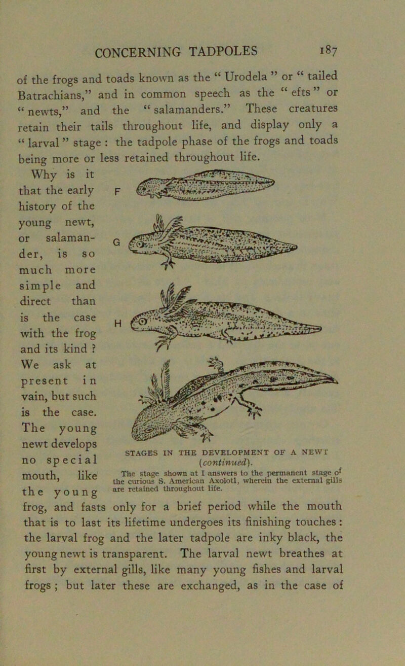 of the frogs and toads known as the “ Urodela ” or “ tailed Batrachians,” and in common speech as the “ efts ” or «newts,” and the “ salamanders.” These creatures retain their tails throughout life, and display only a “ larval ” stage : the tadpole phase of the frogs and toads being more or less retained throughout life. Why is it that the early history of the young newt, or salaman- der, is so much more simple and direct than is the case with the frog and its kind ? We ask at present in vain, but such is the case. The young newt develops no special mouth, like the young frog, and fasts only for a brief period while the mouth that is to last its lifetime undergoes its finishing touches: the larval frog and the later tadpole are inky black, the young newt is transparent. The larval newt breathes at first by external gills, like many young fishes and larval frogs ; but later these are exchanged, as in the case of STAGES IN THE DEVELOPMENT OF A NEWT (continued). The stage shown at I answers to the permanent stage of the curious S. American Axolotl, wherein the external gills are retained throughout life.