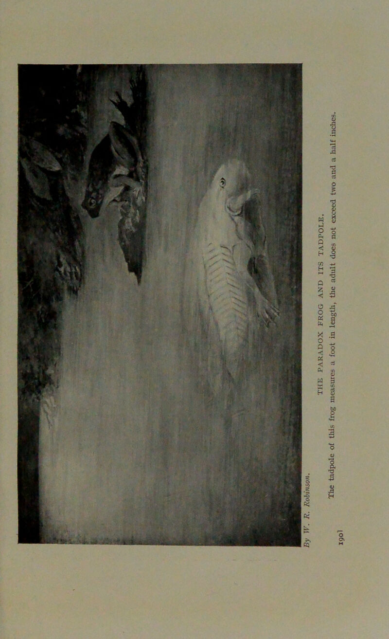 PARADOX FROG AND ITS TADPOLE.