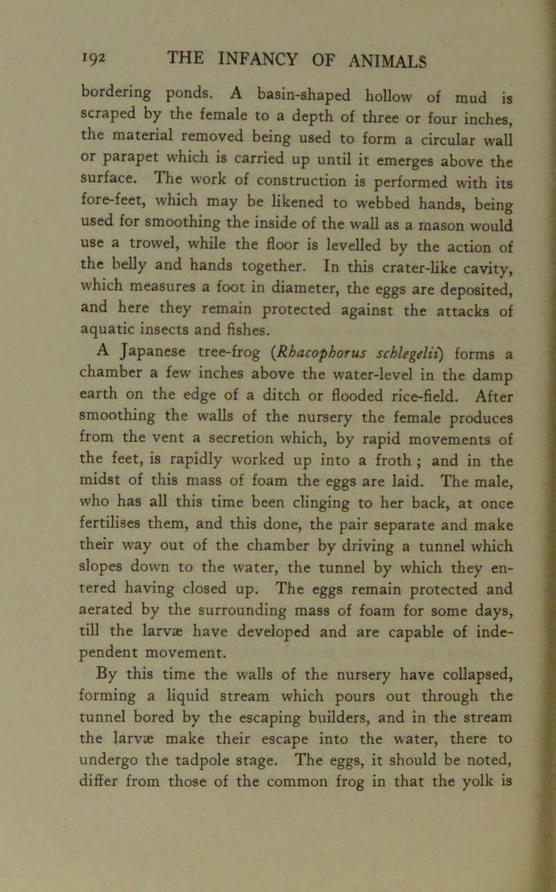 bordering ponds. A basin-shaped hollow of mud is scraped by the female to a depth of three or four inches, the material removed being used to form a circular wall or parapet which is carried up until it emerges above the surface. The work of construction is performed with its fore-feet, which may be likened to webbed hands, being used for smoothing the inside of the wall as a mason would use a trowel, while the floor is levelled by the action of the belly and hands together. In this crater-like cavity, which measures a foot in diameter, the eggs are deposited, and here they remain protected against the attacks of aquatic insects and fishes. A Japanese tree-frog (Rbacophorus schlegelii) forms a chamber a few inches above the water-level in the damp earth on the edge of a ditch or flooded rice-field. After smoothing the walls of the nursery the female produces from the vent a secretion which, by rapid movements of the feet, is rapidly worked up into a froth ; and in the midst of this mass of foam the eggs are laid. The male, who has all this time been clinging to her back, at once fertilises them, and this done, the pair separate and make their way out of the chamber by driving a tunnel which slopes down to the water, the tunnel by which they en- tered having closed up. The eggs remain protected and aerated by the surrounding mass of foam for some days, till the larvae have developed and are capable of inde- pendent movement. By this time the walls of the nursery have collapsed, forming a liquid stream which pours out through the tunnel bored by the escaping builders, and in the stream the larvae make their escape into the water, there to undergo the tadpole stage. The eggs, it should be noted, differ from those of the common frog in that the yolk is
