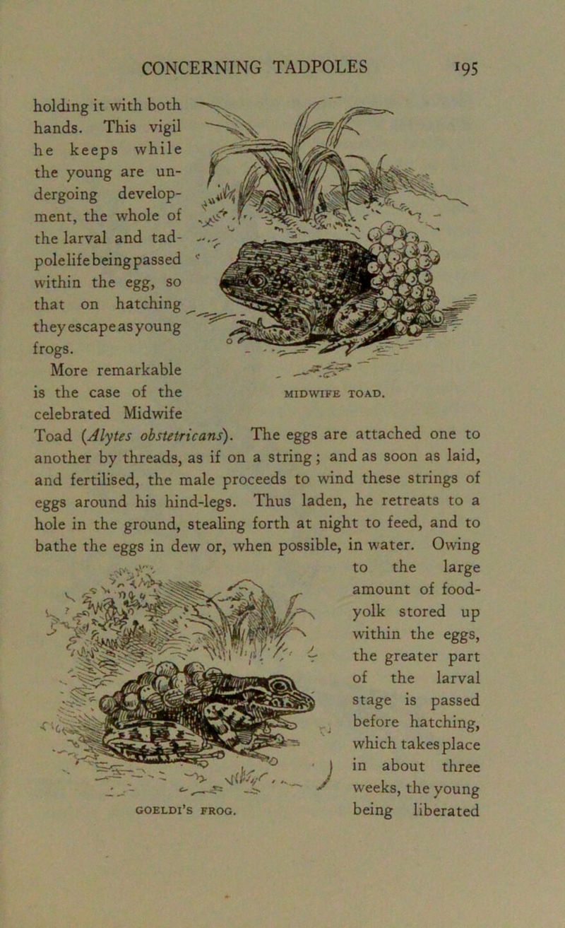 holding it with both hands. This vigil he keeps while the young are un- dergoing develop- ment, the whole of the larval and tad- polelifebeing passed within the egg, so that on hatching they escape as young frogs. More remarkable is the case of the midwife toad. celebrated Midwife Toad (Alytes obstetricans). The eggs are attached one to another by threads, as if on a string; and as soon as laid, and fertilised, the male proceeds to wind these strings of eggs around his hind-legs. Thus laden, he retreats to a hole in the ground, stealing forth at night to feed, and to bathe the eggs in dew or, when possible, in water. Owing to the large amount of food- yolk stored up within the eggs, the greater part of the larval stage is passed before hatching, which takesplace in about three weeks, the young goeldi’s frog. being liberated