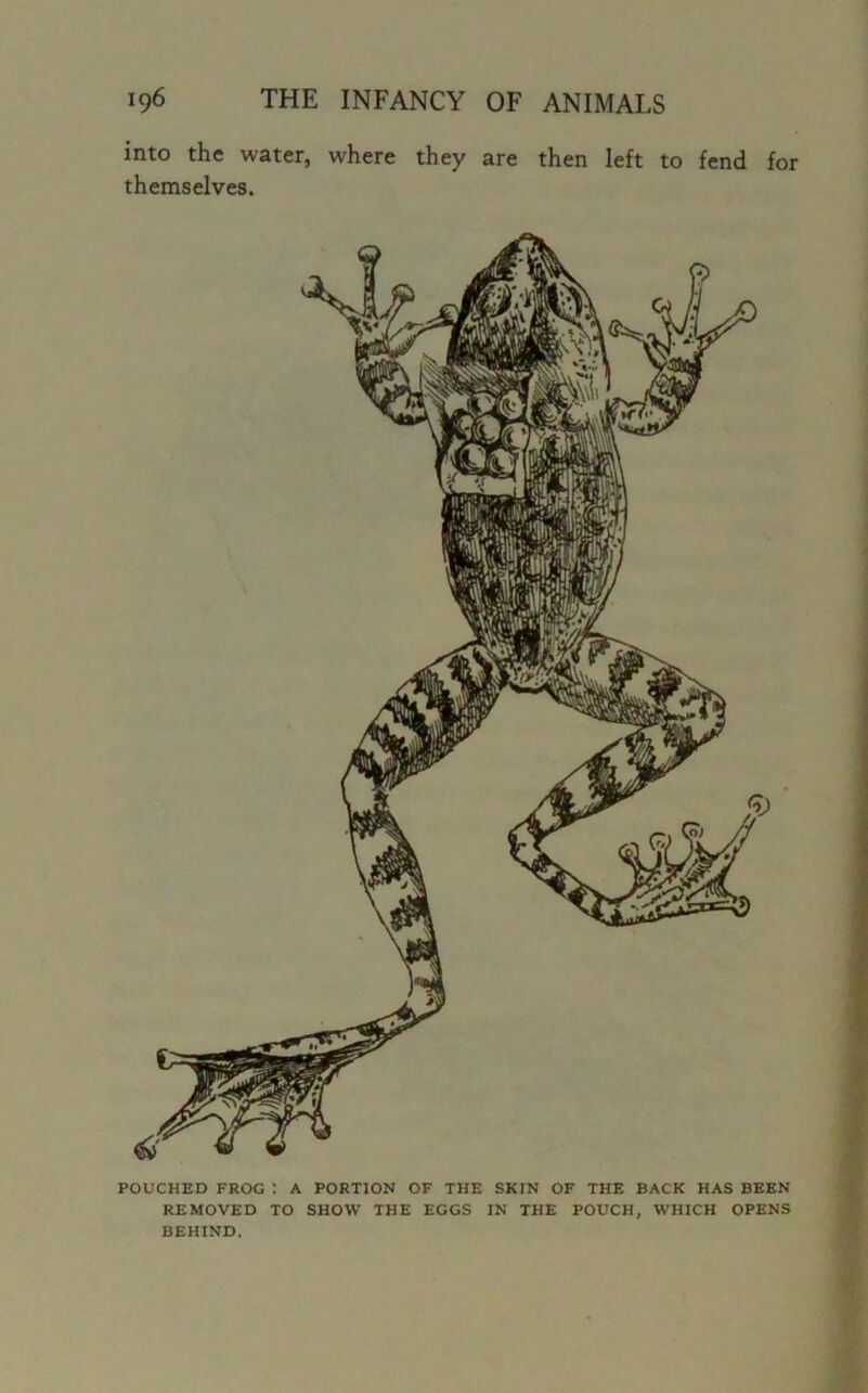 into the water, where they are then left to fend for themselves. POUCHED FROG : A PORTION OF THE SKIN OF THE BACK HAS BEEN REMOVED TO SHOW THE EGGS IN THE POUCH, WHICH OPENS BEHIND.