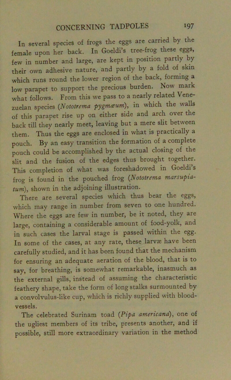 In several species of frogs the eggs are carried by the female upon her back. In Goeldi’s tree-frog these eggs, few in number and large, are kept in position partly by their own adhesive nature, and partly by a fold of skin which runs round the lower region of the back, forming a low parapet to support the precious burden. Now mark what follows. From this we pass to a nearly related Vene- zuelan species (Nototrema pygmceum), in which the walls of this parapet rise up on either side and arch over the back till they nearly meet, leaving but a mere slit between them. Thus the eggs are enclosed in what is practically a pouch. By an easy transition the formation of a complete pouch could be accomplished by the actual closing of the slit and the fusion of the edges thus brought together. This completion of what was foreshadowed in Goeldi’s frog is found in the pouched frog (Nototrema marsupia- tum), shown in the adjoining illustration. There are several species which thus bear the eggs, which may range in number from seven to one hundred. Where the eggs are few in number, be it noted, they are large, containing a considerable amount of food-yolk, and in such cases the larval stage is passed within the egg. In some of the cases, at any rate, these larvae have been carefully studied, and it has been found that the mechanism for ensuring an adequate aeration of the blood, that is to say, for breathing, is somewhat remarkable, inasmuch as the external gills, instead of assuming the characteristic feathery shape, take the form of long stalks surmounted by a convolvulus-like cup, which is richly supplied with blood- vessels. The celebrated Surinam toad (Pipa americana), one of the ugliest members of its tribe, presents another, and if possible, still more extraordinary variation in the method
