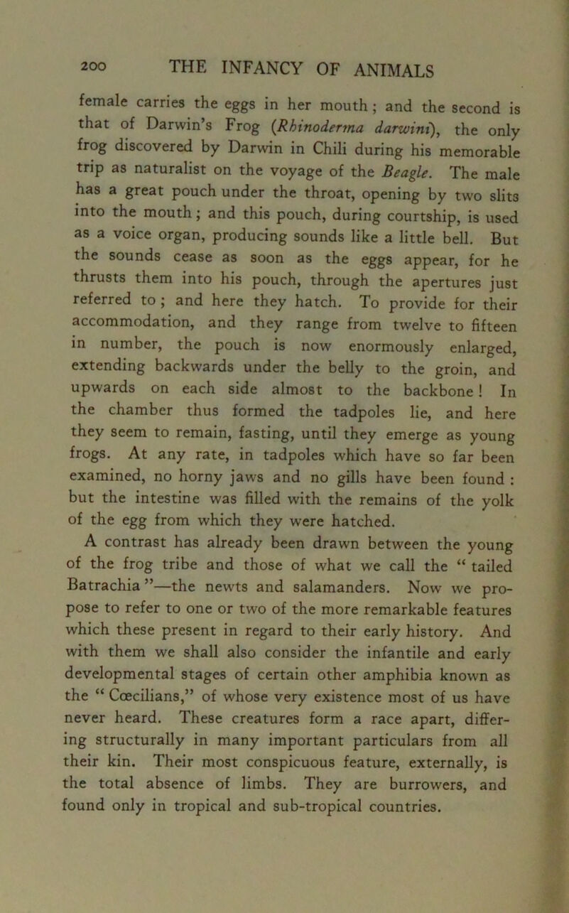 female carries the eggs in her mouth ; and the second is that of Darwin’s Frog (Rfnnoderma darwini), the only frog discovered by Darwin in Chili during his memorable trip as naturalist on the voyage of the Beagle. The male has a great pouch under the throat, opening by two slit3 into the mouth; and this pouch, during courtship, is used as a voice organ, producing sounds like a little bell. But the sounds cease as soon as the eggs appear, for he thrusts them into his pouch, through the apertures just referred to ; and here they hatch. To provide for their accommodation, and they range from twelve to fifteen in number, the pouch is now enormously enlarged, extending backwards under the belly to the groin, and upwards on each side almost to the backbone ! In the chamber thus formed the tadpoles lie, and here they seem to remain, fasting, until they emerge as young frogs. At any rate, in tadpoles which have so far been examined, no horny jaws and no gills have been found : but the intestine was filled with the remains of the yolk of the egg from which they were hatched. A contrast has already been drawn between the young of the frog tribe and those of what we call the “ tailed Batrachia ”—the newts and salamanders. Now we pro- pose to refer to one or two of the more remarkable features which these present in regard to their early history. And with them we shall also consider the infantile and early developmental stages of certain other amphibia known as the “ Coecilians,” of whose very existence most of us have never heard. These creatures form a race apart, differ- ing structurally in many important particulars from all their kin. Their most conspicuous feature, externally, is the total absence of limbs. They are burrowers, and found only in tropical and sub-tropical countries.