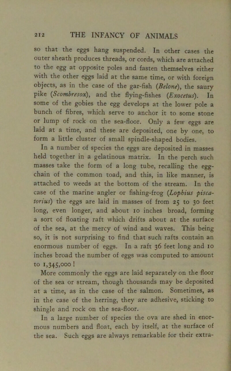 so that the eggs hang suspended. In other cases the outer sheath produces threads, or cords, which are attached to the egg at opposite poles and fasten themselves either with the other eggs laid at the same time, or with foreign objects, as in the case of the gar-fish {Belong), the saury pike (Scombresox), and the flying-fishes (Exocetus). In some of the gobies the egg develops at the lower pole a bunch of fibres, which serve to anchor it to some stone or lump of rock on the sea-floor. Only a few eggs are laid at a time, and these are deposited, one by one, to form a little cluster of small spindle-shaped bodies. In a number of species the eggs are deposited in masses held together in a gelatinous matrix. In the perch such masses take the form of a long tube, recalling the egg- chain of the common toad, and this, in like manner, is attached to weeds at the bottom of the stream. In the case of the marine angler or fishing-frog {Lophius pisca- torius) the eggs are laid in masses of from 25 to 30 feet long, even longer, and about 10 inches broad, forming a sort of floating raft which drifts about at the surface of the sea, at the mercy of wind and waves. This being so, it is not surprising to find that such rafts contain an enormous number of eggs. In a raft 36 feet long and 10 inches broad the number of eggs was computed to amount to 1,345,000 ! More commonly the eggs are laid separately on the floor of the sea or stream, though thousands may be deposited at a time, as in the case of the salmon. Sometimes, as in the case of the herring, they are adhesive, sticking to shingle and rock on the sea-floor. In a large number of species the ova are shed in enor- mous numbers and float, each by itself, at the surface of the sea. Such eggs are always remarkable for their extra-