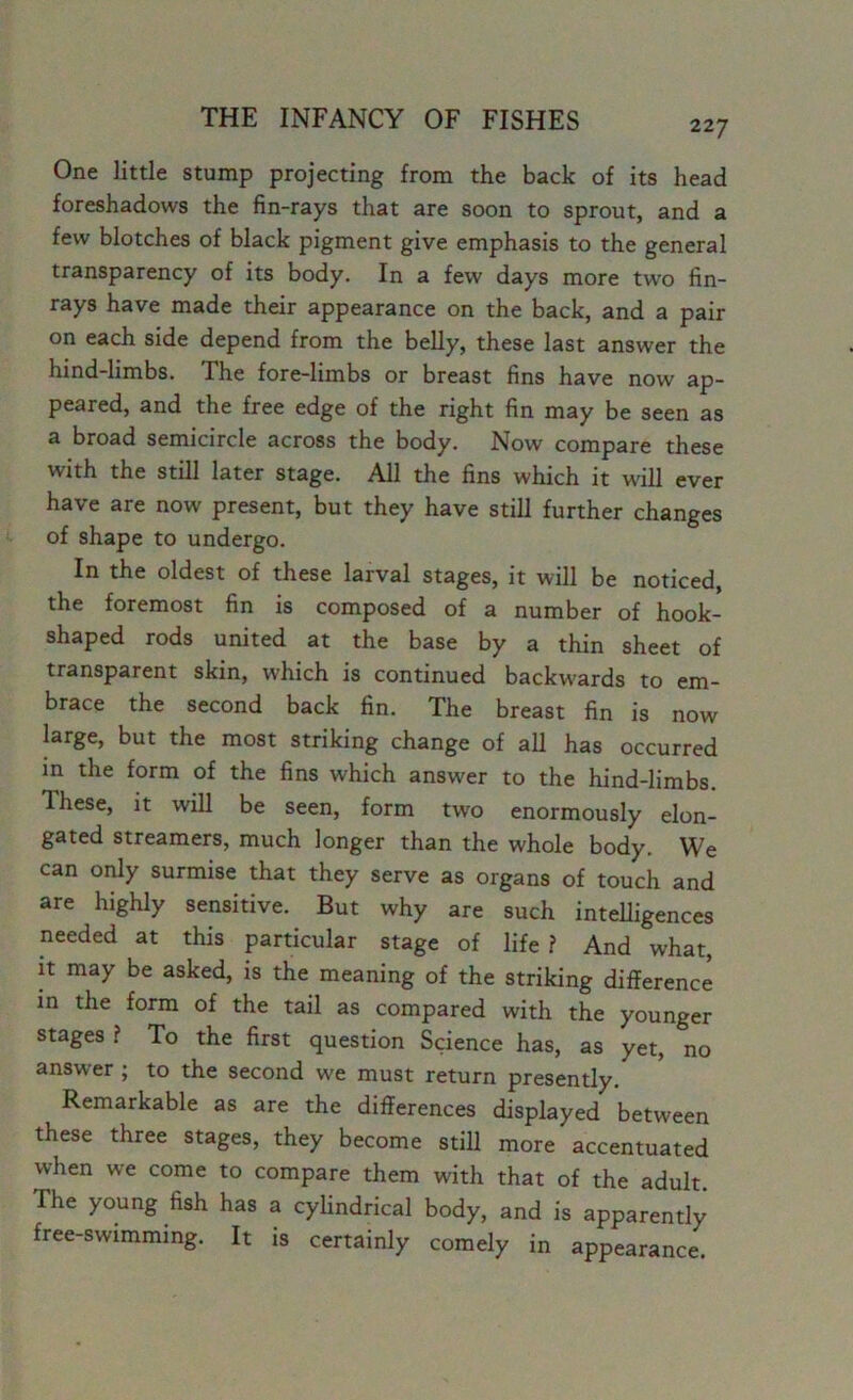 227 One little stump projecting from the back of its head foreshadows the fin-rays that are soon to sprout, and a few blotches of black pigment give emphasis to the general transparency of its body. In a few days more two fin- rays have made their appearance on the back, and a pair on each side depend from the belly, these last answer the hind-limbs. The fore-limbs or breast fins have now ap- peared, and the free edge of the right fin may be seen as a broad semicircle across the body. Now compare these with the still later stage. All the fins which it will ever have are now present, but they have still further changes of shape to undergo. In the oldest of these larval stages, it will be noticed, the foremost fin is composed of a number of hook- shaped rods united at the base by a thin sheet of transparent skin, which is continued backwards to em- brace the second back fin. The breast fin is now large, but the most striking change of all has occurred in the form of the fins which answer to the hind-limbs. These, it will be seen, form two enormously elon- gated streamers, much longer than the whole body. We can only surmise that they serve as organs of touch and are highly sensitive. But why are such intelligences needed at this particular stage of life 1 And what, it may be asked, is the meaning of the striking difference in the form of the tail as compared with the younger stages ? To the first question Science has, as yet, no answer ; to the second we must return presently. Remarkable as are the differences displayed between these three stages, they become still more accentuated when we come to compare them with that of the adult. The young fish has a cylindrical body, and is apparently free-swimming. It is certainly comely in appearance.