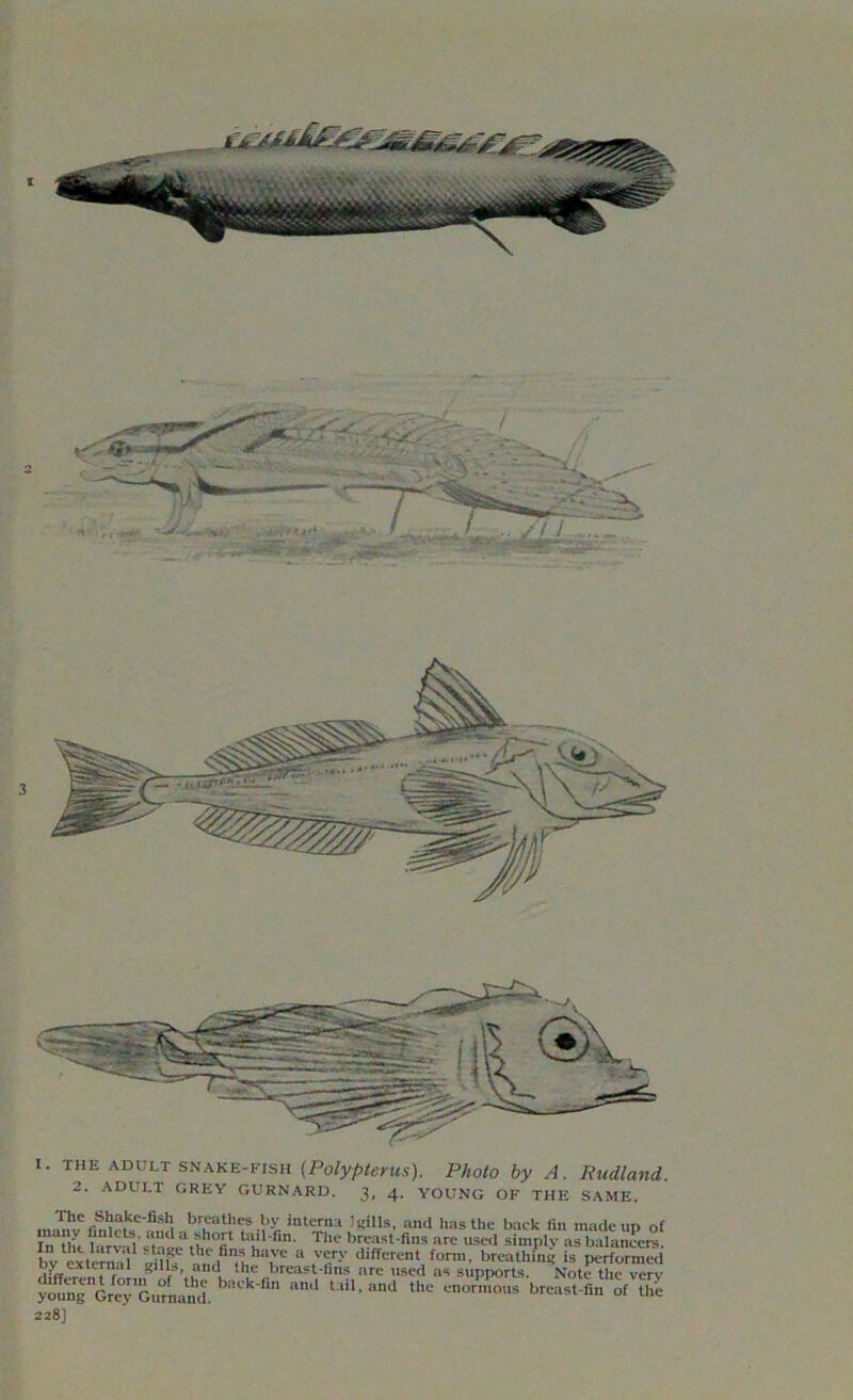 I. THE ADULT snake-fish (Polypterus). Photo by A. Rudland. 2. ADULT GREY GURNARD. 3, 4. YOUNG OF THE SAME. The Shake-fish breathes by interna Jgills, and has the back fin made un of £*& “tnia,hh<fil ta,il fin' The br^st-fi8 ««= used “mply aXlance^! In the larval stage the fins have a very different form, breathing is performed d&JwtrPf3* 8,1rSJ,«u,ltu ihe hrca?t l,ns are used as supports. Note the verv ^r^eT^urn^nd ” ad t3i‘>and thc ™ormos breast-IIn of the 228]