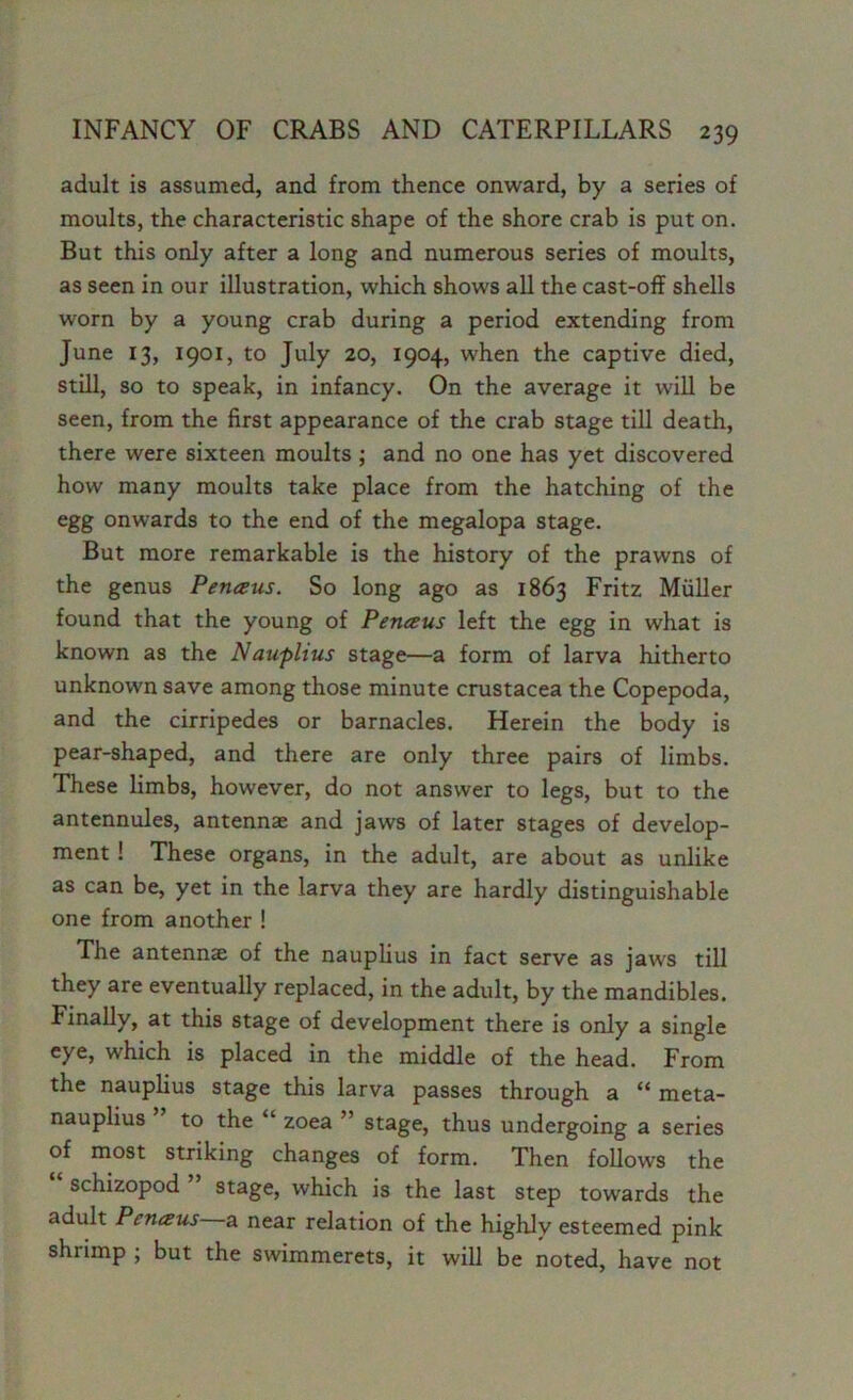 adult is assumed, and from thence onward, by a series of moults, the characteristic shape of the shore crab is put on. But this only after a long and numerous series of moults, as seen in our illustration, which shows all the cast-off shells worn by a young crab during a period extending from June 13, 1901, to July 20, 1904, when the captive died, still, so to speak, in infancy. On the average it will be seen, from the first appearance of the crab stage till death, there were sixteen moults ; and no one has yet discovered how many moults take place from the hatching of the egg onwards to the end of the megalopa stage. But more remarkable is the history of the prawns of the genus Petueus. So long ago as 1863 Fritz Muller found that the young of Penceus left the egg in what is known as the Nauplius stage—a form of larva hitherto unknown save among those minute Crustacea the Copepoda, and the cirripedes or barnacles. Herein the body is pear-shaped, and there are only three pairs of limbs. These limbs, however, do not answer to legs, but to the antennules, antennae and jaws of later stages of develop- ment ! These organs, in the adult, are about as unlike as can be, yet in the larva they are hardly distinguishable one from another ! The antennae of the nauplius in fact serve as jaws till they are eventually replaced, in the adult, by the mandibles. Finally, at this stage of development there is only a single eye, which is placed in the middle of the head. From the nauplius stage this larva passes through a “ meta- nauplius to the zoea ’ stage, thus undergoing a series of most striking changes of form. Then follows the schizopod stage, which is the last step towards the adult Perueus a near relation of the highly esteemed pink shrimp ; but the swimmerets, it will be noted, have not