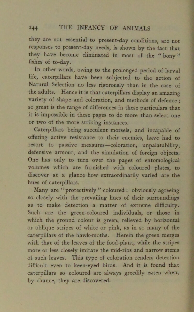 they are not essential to present-day conditions, are not responses to present-day needs, is shown by the fact that they have become eliminated in most of the “ bony ” fishes of to-day. In other words, owing to the prolonged period of larval life, caterpillars have been subjected to the action of Natural Selection no less rigorously than in the case of the adults. Hence it is that caterpillars display an amazing variety of shape and coloration, and methods of defence ; so great is the range of differences in these particulars that it is impossible in these pages to do more than select one or two of the more striking instances. Caterpillars being succulent morsels, and incapable of offering active resistance to their enemies, have had to resort to passive measures—coloration, unpalatability, defensive armour, and the simulation of foreign objects. One has only to turn over the pages of entomological volumes which are furnished with coloured plates, to discover at a glance how extraordinarily varied are the hues of caterpillars. Many are “ protectively ” coloured : obviously agreeing so closely with the prevailing hues of their surroundings as to make detection a matter of extreme difficulty. Such are the green-coloured individuals, or those in which the ground colour is green, relieved by horizontal or oblique stripes of white or pink, as in so many of the caterpillars of the hawk-moths. Herein the green merges with that of the leaves of the food-plant, while the stripes more or less closely imitate the mid-ribs and narrow stems of such leaves. This type of coloration renders detection difficult even to keen-eyed birds. And it is found that caterpillars so coloured are always greedily eaten when, by chance, they are discovered.