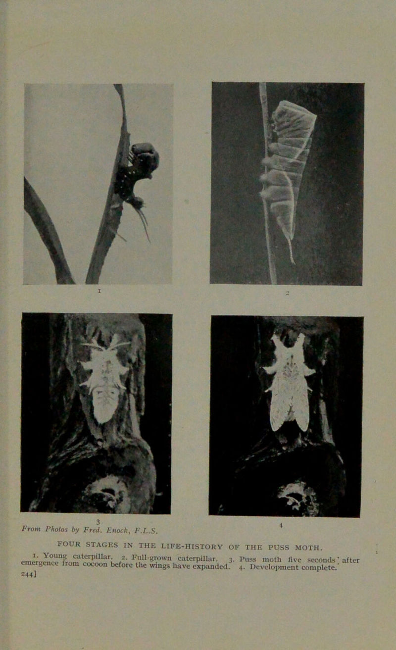 four stages in the life-history of the puss moth. cmCTcracrfrom'S^iTiv.f2' F““-^owa, caterpillar. 3. Puss moth five seconds ] after emergence from cocoon before the wings have expanded. 4. Development complete. 244]