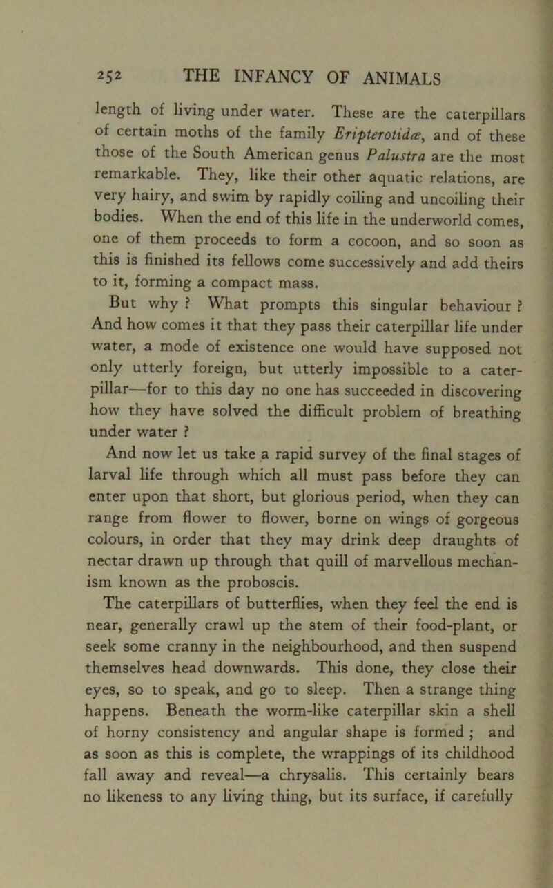 length of living under water. These are the caterpillars of certain moths of the family Enpterotidce, and of these those of the South American genus Palustra are the most remarkable. They, like their other aquatic relations, are very hairy, and swim by rapidly coiling and uncoiling their bodies. When the end of this life in the underworld comes, one of them proceeds to form a cocoon, and so soon as this is finished its fellows come successively and add theirs to it, forming a compact mass. But why ? What prompts this singular behaviour ? And how comes it that they pass their caterpillar life under water, a mode of existence one would have supposed not only utterly foreign, but utterly impossible to a cater- pillar—for to this day no one has succeeded in discovering how they have solved the difficult problem of breathing under water ? And now let us take a rapid survey of the final stages of larval life through which all must pass before they can enter upon that short, but glorious period, when they can range from flower to flower, borne on wings of gorgeous colours, in order that they may drink deep draughts of nectar drawn up through that quill of marvellous mechan- ism known as the proboscis. The caterpillars of butterflies, when they feel the end is near, generally crawl up the stem of their food-plant, or seek some cranny in the neighbourhood, and then suspend themselves head downwards. This done, they close their eyes, so to speak, and go to sleep. Then a strange thing happens. Beneath the worm-like caterpillar skin a shell of horny consistency and angular shape is formed ; and as soon as this is complete, the wrappings of its childhood fall away and reveal—a chrysalis. This certainly bears no likeness to any living thing, but its surface, if carefully