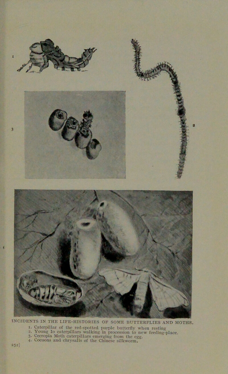 1. Caterpillar of the red-spotted purple butterfly when resting 2. Young lo caterpillars walking in procession to new feeding-place. 3. Cecropia Moth caterpillars emerging from the egg. 4. Cocoons and chrysalis of the Chinese silkworm. 252]