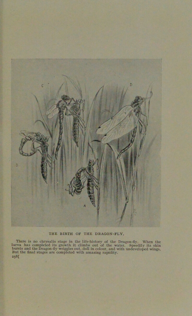 THE BIRTH OF THE DRAGON-FLY. There is no chrysalis stage in the life-history of the Dragon-fly. When the larva has completed its growth it climbs out of the water. Speedily its skin bursts and the Dragon-fly wriggles out, dull in colour, and with undeveloped wings. But the final stages are completed with amazing rapidity. 258[