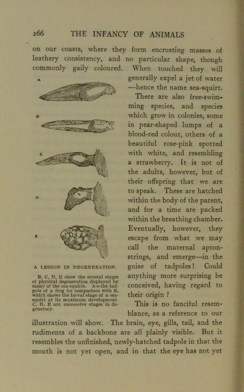 on our coasts, where they form encrusting masses of leathery consistency, and no particular shape, though commonly gaily coloured. When touched they will b, c, d, e ?how the several stages anything more surprising be of physical degeneration displayed by .... , many of the sea-squirts. A = the tad- Conceived, having regard tO pole of a frog for comparison with B, , . ... which shows the larval stage of a sea- their Origin f squirt at its maximum development. . . ... C, D, E are successive stages in de- lhlS IS no fanciful reSem- generacy. illustration will show. The brain, eye, gills, tail, and the rudiments of a backbone are all plainly visible. But it resembles the unfinished, newly-hatched tadpole in that the mouth is not yet open, and in that the eye has not yet A generally expel a jet of water —hence the name sea-squirt. A LESSON IN DEGENERATION. E o o There are also free-swim- ming species, and species which grow in colonies, some in pear-shaped lumps of a blood-red colour, others of a beautiful rose-pink spotted with white, and resembling a strawberry. It is not of the adults, however, but of their offspring that we are to speak. These are hatched within the body of the parent, and for a time are packed within the breathing chamber. Eventually, however, they escape from what we may call the maternal apron- strings, and emerge—in the guise of tadpoles! Could blance, as a reference to our