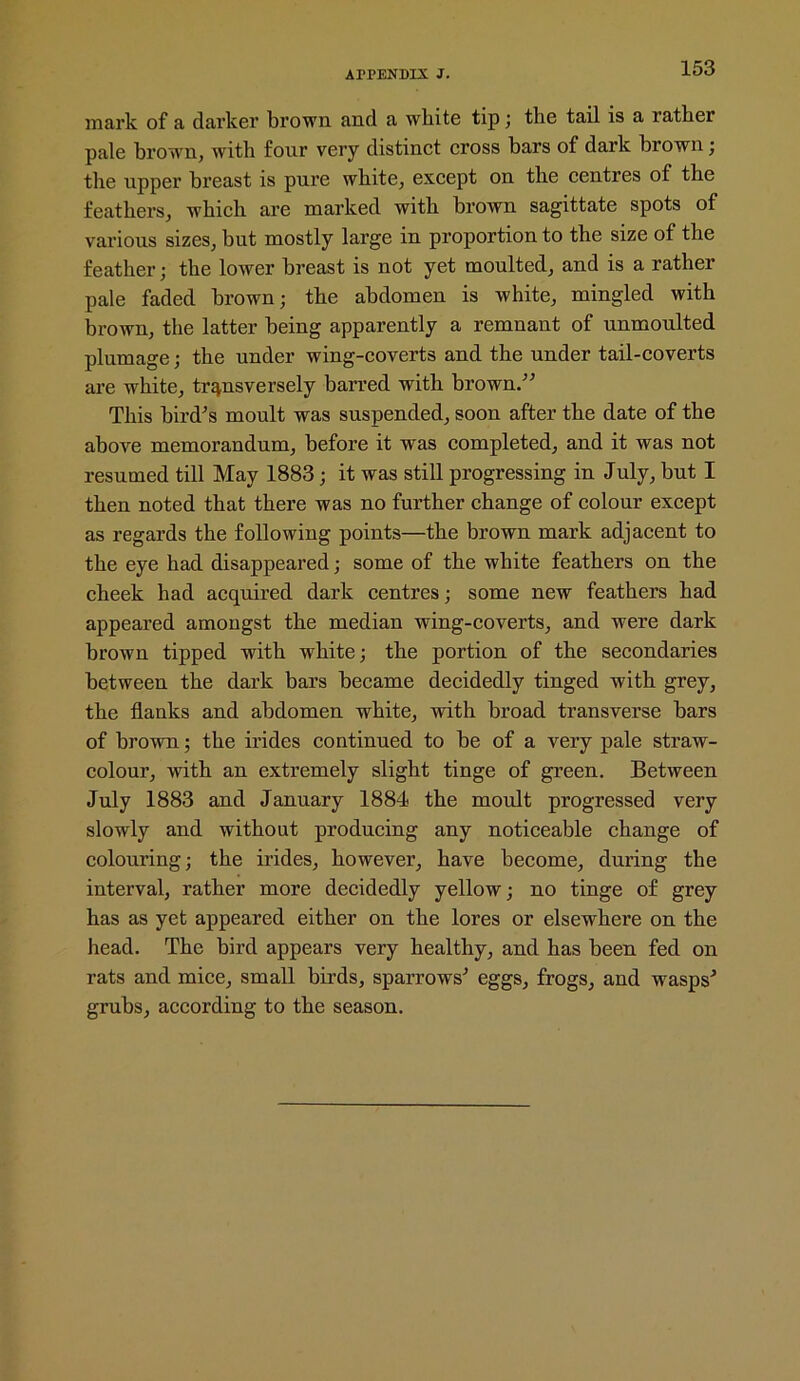 mark of a darker brown and a white tip; the tail is a rather pale brown, with four very distinct cross bars of dark brown ; the upper breast is pure white, except on the centres of the feathers, which are marked with brown sagittate spots of various sizes, but mostly large in proportion to the size of the feather; the lower breast is not yet moulted, and is a rather pale faded brown; the abdomen is white, mingled with brown, the latter being apparently a remnant of unmoulted plumage; the under wing-coverts and the under tail-coverts are white, transversely barred with brown.” This bird's moult was suspended, soon after the date of the above memorandum, before it was completed, and it was not resumed till May 1883; it was still progressing in July, but I then noted that there was no further change of colour except as regards the following points—the brown mark adjacent to the eye had disappeared; some of the white feathers on the cheek had acquired dark centres; some new feathers had appeared amongst the median wing-coverts, and were dark brown tipped with white; the portion of the secondaries between the dark bars became decidedly tinged with grey, the flanks and abdomen white, with broad transverse bars of brown; the irides continued to be of a very pale straw- colour, with an extremely slight tinge of green. Between July 1883 and January 1884 the moult progressed very slowly and without producing any noticeable change of colouring; the irides, however, have become, during the interval, rather more decidedly yellow; no tinge of grey has as yet appeared either on the lores or elsewhere on the head. The bird appears very healthy, and has been fed on rats and mice, small birds, sparrows' eggs, frogs, and wasps' grubs, according to the season.
