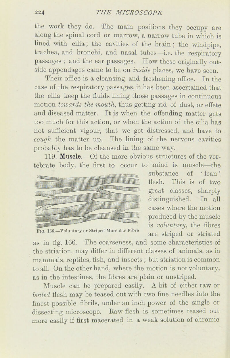 the work they do. The main positions they occupy are along the spinal cord or marrow, a narrow tube in which is lined with cilia; the cavities of the brain ; the windpipe, trachea, and bronchi, and nasal tubes—i.e. the respiratory passages ; and the ear passages. How these originally out- side appendages came to be on inside places, we have seen. Their office is a cleansing and freshening office. In the case of the respiratory passages, it has been ascertained that the cilia keep the fluids lining those passages in continuous motion toiocirds the mouth, thus getting rid of dust, or effete and diseased matter. It is when the offending matter gets too much for this action, or when the action of the cilia has not sufficient vigour, that we get distressed, and have to cough the matter up. The lining of the nervous cavities probably has to be cleansed in the same way. 119. Muscle.—Of the more obvious structures of the ver- tebrate body, the first to occur to mind is muscle—the substance of ‘ lean ’ flesh. This is of two great classes, sharply distinguished. In all cases where the motion produced by the muscle is voluntary, the fibres are striped or striated as in fig. 166. The coarseness, and some characteristics of the striation, may differ in different classes of animals, as in mammals, reptiles, fish, and insects ; but striation is common to all. On the other hand, where the motion is not voluntary, as in the intestines, the fibres are plain or unstriped. Muscle can be prepared easily. A bit of either raw or boiled flesh may be teased out with two fine needles into the finest possible fibrils, under an inch power of the single or dissecting microscope. Raw flesh is sometimes teased out more easily if first macerated in a weak solution of chromic