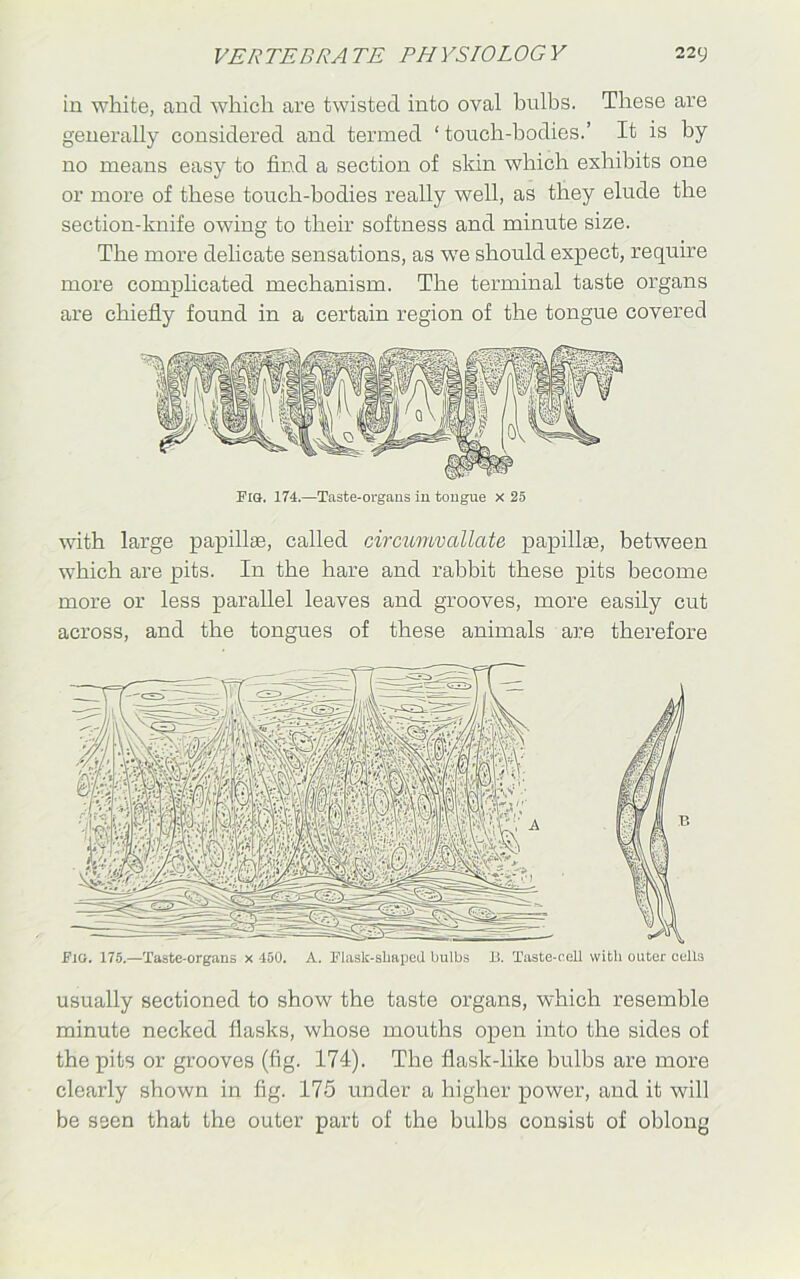 in white, and which are twisted into oval bulbs. These are generally considered and termed ‘ touch-bodies.’ It is by no means easy to find a section of skin which exhibits one or more of these touch-bodies really well, as they elude the section-knife owing to their softness and minute size. The more delicate sensations, as we should expect, require more complicated mechanism. The terminal taste organs are chiefly found in a certain region of the tongue covered with large papillae, called circumvallcite papillae, between which are pits. In the hare and rabbit these pits become more or less parallel leaves and grooves, more easily cut across, and the tongues of these animals are therefore Fill. 175.—Taste-organs x 450. A. Flask-shaped bulbs B. Taste-cell with outer cells usually sectioned to show the taste organs, which resemble minute necked flasks, whose mouths open into the sides of the pits or grooves (fig. 174). The flask-like bulbs are more clearly shown in fig. 175 under a higher power, and it will be seen that the outer part of the bulbs consist of oblong