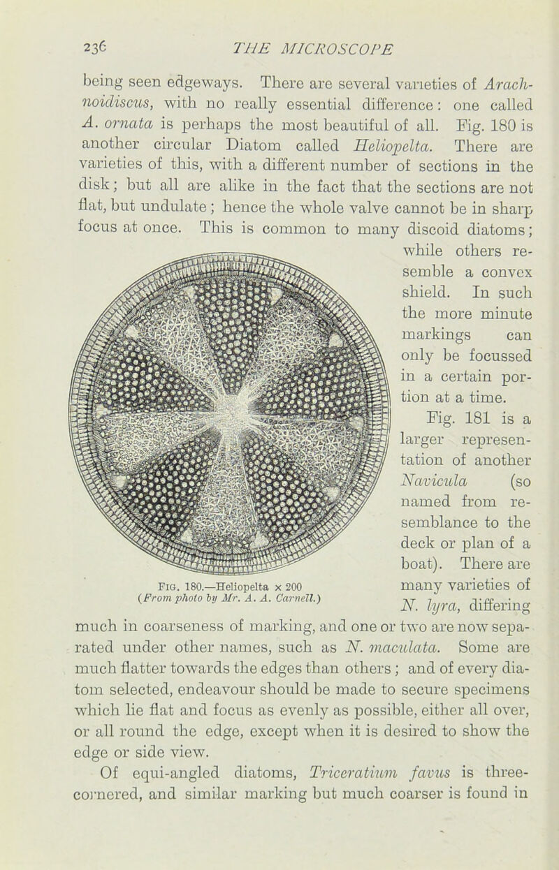being seen edgeways. There are several varieties of Aracli- noidiscus, with no really essential difference: one called A. ornata is perhaps the most beautiful of all. Fig. 180 is another circular Diatom called Heliopelta. There are varieties of this, with a different number of sections in the disk; but all are alike in the fact that the sections are not flat, but undulate; hence the whole valve cannot be in sharp focus at once. This is common to many discoid diatoms; while others re- semble a convex shield. In such the more minute markings can only be focussed in a certain por- tion at a time. Fig. 181 is a larger represen- tation of another Navicula (so named from re- semblance to the deck or plan of a boat). There are many varieties of N. lyra, differing much in coarseness of marking, and one or two are now sepa- rated under other names, such as N. maculata. Some are much flatter towards the edges than others ; and of every dia- tom selected, endeavour should be made to secure specimens which lie flat and focus as evenly as possible, either all over, or all round the edge, except when it is desired to show the edge or side view. Of equi-angled diatoms, Triccratium favus is three- cornered, and similar marking but much coarser is found in Fig. 180.—Heliopelta x 200 (From photo by Mr. A. A. Carnell.)