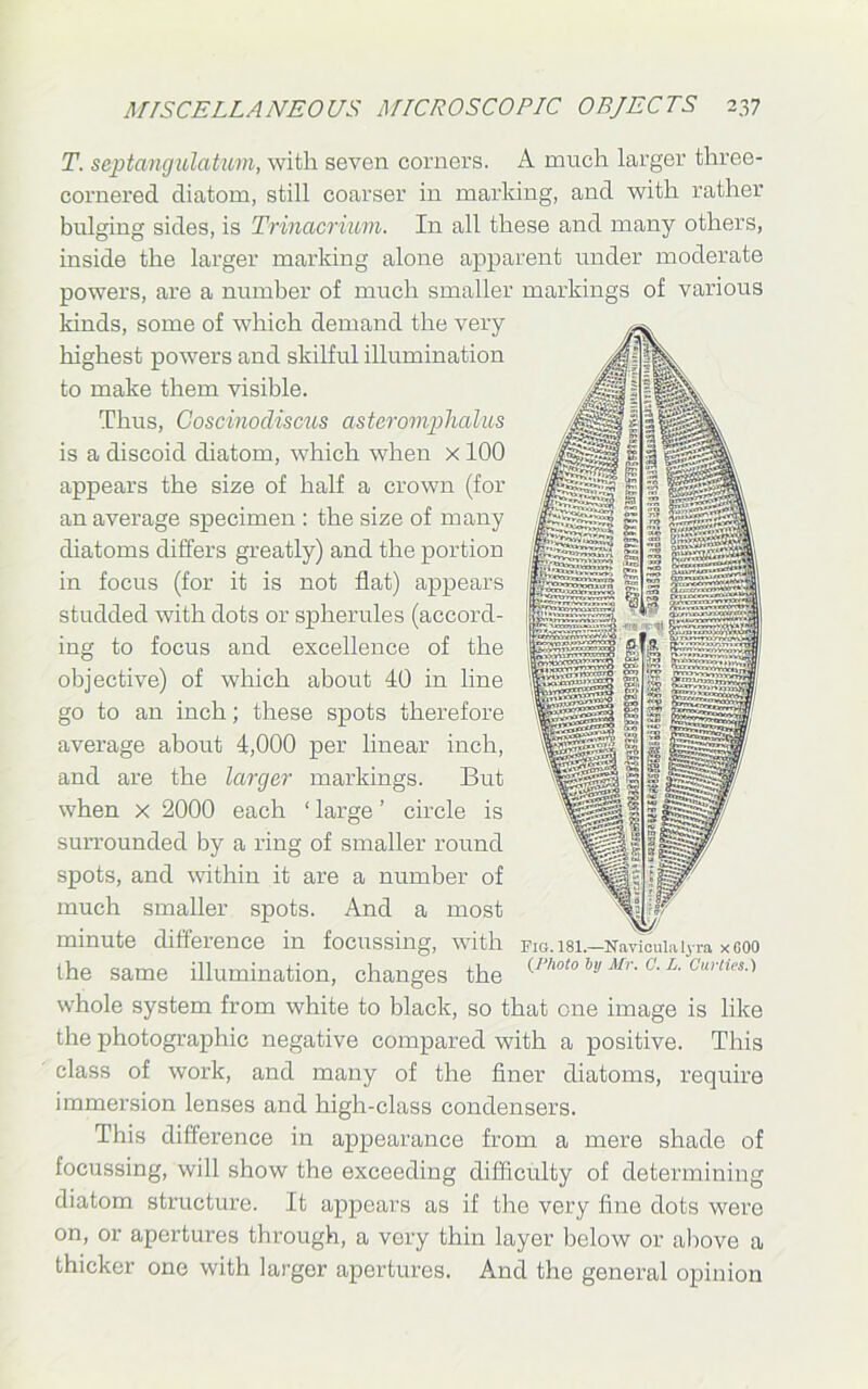 T. septangulatum, with seven comers. A much larger three- cornered diatom, still coarser in marking, and with rather bulging sides, is Trinacrium. In all these and many others, inside the larger marking alone apparent under moderate powers, are a number of much smaller markings of various kinds, some of which demand the very highest powers and skilful illumination to make them visible. Thus, Coscinocliscus asteromphahis is a discoid diatom, which when x 100 appears the size of half a crown (for an average specimen : the size of many diatoms differs greatly) and the portion in focus (for it is not flat) appears studded with dots or spherules (accord- ing to focus and excellence of the objective) of which about 40 in line go to an inch; these spots therefore average about 4,000 per linear inch, and are the larger markings. But when x 2000 each ‘ large ’ circle is surrounded by a ring of smaller round spots, and within it are a number of much smaller spots. And a most minute difference in focussing, with the same illumination, changes the whole system from white to black, so that one image is like the photographic negative compared with a positive. This class of work, and many of the finer diatoms, require immersion lenses and high-class condensers. This difference in appearance from a mere shade of focussing, will show the exceeding difficulty of determining diatom structure. It appears as if the very fine dots were on, or apertures through, a very thin layer below or above a thicker one with larger apertures. And the general opinion Fie. 181.—Naviculalyra xGOO {Photo hy Mr. C. L. Cur ties.)