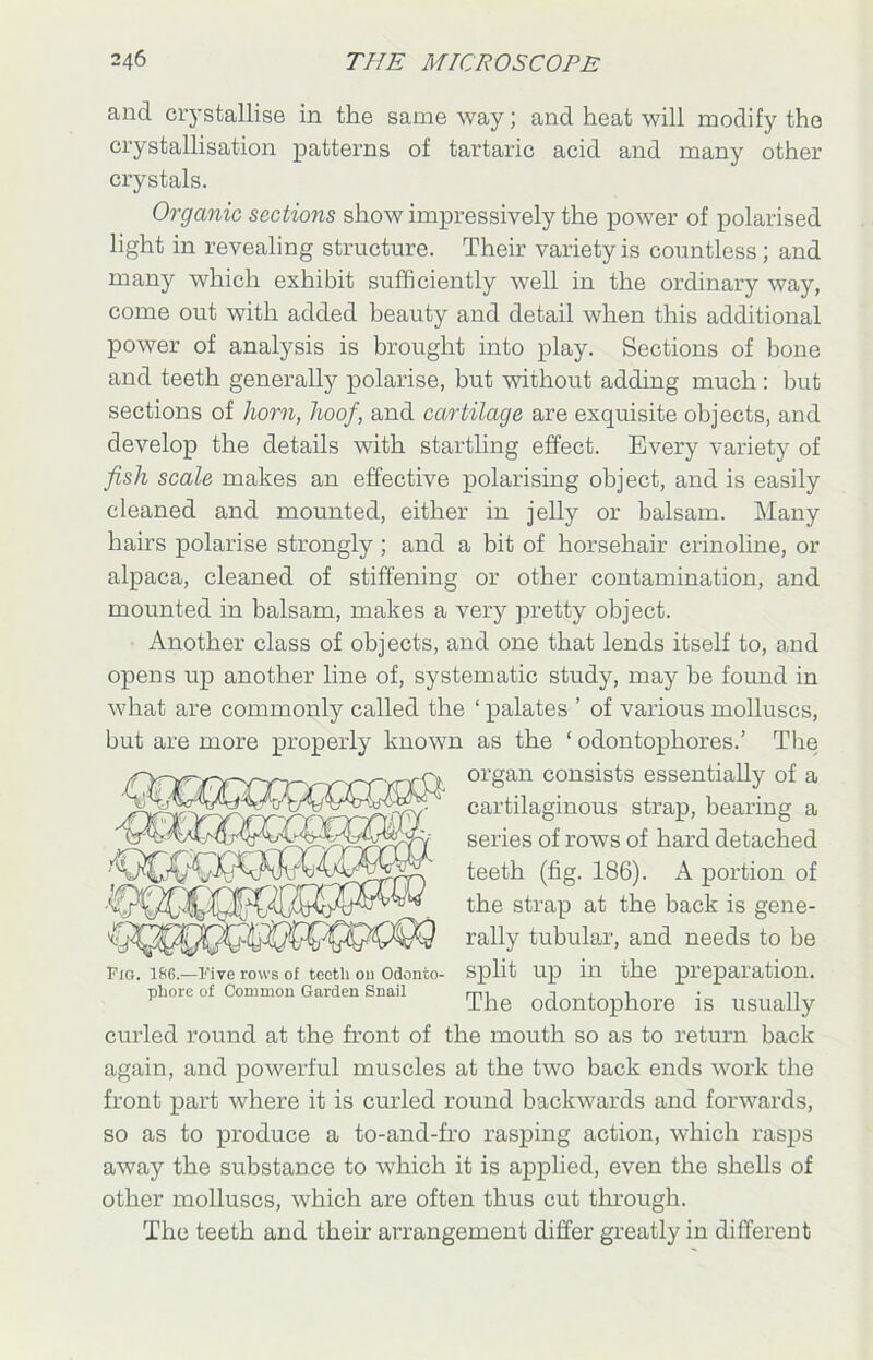and crystallise in the same way; and heat will modify the crystallisation patterns of tartaric acid and many other crystals. Organic sections show impressively the power of polarised light in revealing structure. Their variety is countless ; and many which exhibit sufficiently well in the ordinary way, come out with added beauty and detail when this additional power of analysis is brought into play. Sections of bone and teeth generally polarise, but without adding much : but sections of horn, hoof, and cartilage are exquisite objects, and develop the details with startling effect. Every variety of fish scale makes an effective polarising object, and is easily cleaned and mounted, either in jelly or balsam. Many hairs polarise strongly ; and a bit of horsehair crinoline, or alpaca, cleaned of stiffening or other contamination, and mounted in balsam, makes a very pretty object. Another class of objects, and one that lends itself to, and opens up another line of, systematic study, may be found in what are commonly called the ‘ palates ’ of various molluscs, but are more properly known as the ‘ odontophores.’ The organ consists essentially of a Fig. 186.—Five rows of teeth 011 Odonto- phore of Common Garden Snail cartilaginous strap, bearing a series of rows of hard detached teeth (fig. 186). A portion of the strap at the back is gene- rally tubular, and needs to be split up in the preparation. The odontophore is usually curled round at the front of the mouth so as to return back again, and powerful muscles at the two back ends work the front part where it is curled round backwards and forwards, so as to produce a to-and-fro rasping action, which rasps away the substance to which it is applied, even the shells of other molluscs, which are often thus cut through. The teeth and their arrangement differ greatly in different