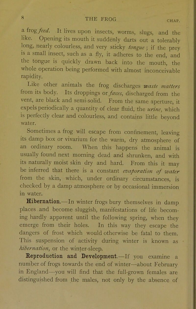 CHAI\ a frog feed. It lives upon insects, worms, slugs, and the like. Opening its mouth it suddenly darts out a tolerably long, nearly colourless, and very sticky tongue; if the prey is a small insect, such as a fly, it adheres to the end, and the tongue is quickly drawn back into the mouth, the whole operation being performed with almost inconceivable rapidity. Like other animals the frog discharges waste matters fiom its body. Its droppings or faeces, discharged from the vent, are black and semi-solid. From the same aperture, it expels periodically a quantity of clear fluid, the untie, which is perfectly clear and colourless, and contains little beyond water. Sometimes a frog will escape from confinement, leaving its damp box or vivarium for the warm, dry atmosphere of an ordinary room. When this happens the animal is usually found next morning dead and shrunken, and with its naturally moist skin dry and hard. From this it may be inferred that there is a constant evaporation of water from the skin, which, under ordinary circumstances, is checked by a damp atmosphere or by occasional immersion in water. Hibernation.—In winter frogs bury themselves in damp places and become sluggish, manifestations of life becom- ing hardly apparent until the following spring, when they emerge from their holes. In this way they escape the dangers of frost which would otherwise be fatal to them. This suspension of activity during winter is known as hibernation, or the winter-sleep. Reproduction and Development.—If you examine a number of frogs towards the end of winter—about February in England—you will find that the full-grown females are distinguished from the males, not only by the absence of