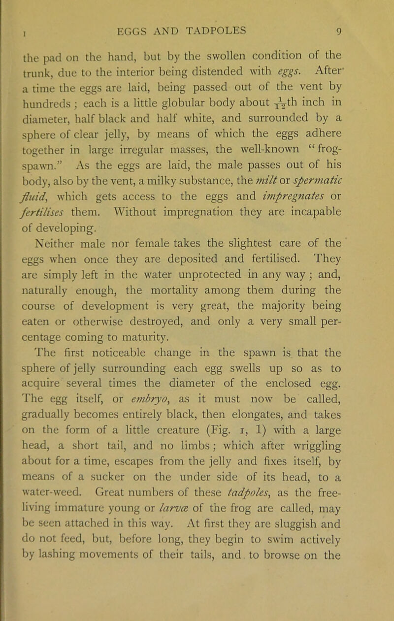the pad on the hand, but by the swollen condition of the trunk, due to the interior being distended with eggs. After a time the eggs are laid, being passed out of the vent by hundreds ; each is a little globular body about TVth inch in diameter, half black and half white, and surrounded by a sphere of clear jelly, by means of which the eggs adhere together in large irregular masses, the well-known “ frog- spawn.” As the eggs are laid, the male passes out of his body, also by the vent, a milky substance, the milt or spermatic fluid, which gets access to the eggs and impregnates or fertilises them. Without impregnation they are incapable of developing. Neither male nor female takes the slightest care of the eggs when once they are deposited and fertilised. They are simply left in the water unprotected in any way ; and, naturally enough, the mortality among them during the course of development is very great, the majority being eaten or otherwise destroyed, and only a very small per- centage coming to maturity. The first noticeable change in the spawn is that the sphere of jelly surrounding each egg swells up so as to acquire several times the diameter of the enclosed egg. The egg itself, or embryo, as it must now be called, gradually becomes entirely black, then elongates, and takes on the form of a little creature (Fig. r, 1) with a large head, a short tail, and no limbs; which after wriggling about for a time, escapes from the jelly and fixes itself, by means of a sucker on the under side of its head, to a water-weed. Great numbers of these tadpoles, as the free- living immature young or larva of the frog are called, may be seen attached in this way. At first they are sluggish and do not feed, but, before long, they begin to swim actively by lashing movements of their tails, and to browse on the