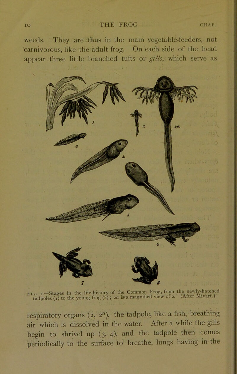 weeds. They are thus in the main vegetable-feeders, not 'carnivorous, like the adult frog. On each side of the head appear three little branched tufts or gills, which serve as p1G , —Stages in the life-history of the Common Frog, from tadpoles (i) to the young frog (8) ; 2a is-a magnified view of 2. the newly-hatched (After Mivart.) respiratory organs (2, 2“), the tadpole, like a fish, breathing air which is dissolved in the water. After a while the gills begin to shrivel up (3, 4), and the tadpole then comes periodically to the surface to breathe, lungs having in the