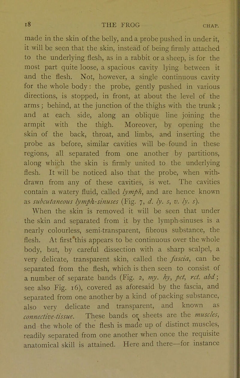 made in the skin of the belly, and a probe pushed in under it, it will be seen that the skin, instead of being firmly attached to the underlying flesh, as in a rabbit or a sheep, is for the most part quite loose, a spacious cavity lying between it and the flesh. Not, however, a single continuous cavity for the whole body: the probe, gently pushed in various directions, is stopped, in front, at about the level of the arms ; behind, at the junction of the thighs with the trunk ; and at each side, along an oblique line joining the armpit with the thigh. Moreover, by opening the skin of the back, throat, and limbs, and inserting the probe as before, similar cavities will be found in these regions, all separated from one another by partitions, along which the skin is firmly united to the underlying flesh. It will be noticed also that the probe, when with- drawn from any of these cavities, is wet. The cavities contain a watery fluid, called lytnph, and are hence known as subcutaneous lymph-sinuses (Fig. 7, d. ly. s, v. ly. s). When the skin is removed it will be seen that under the skin and separated from it by the lymph-sinuses is a nearly colourless, semi-transparent, fibrous substance, the flesh. At first'this appears to be continuous over the whole body, but, by careful dissection with a sharp scalpel, a very delicate, transparent skin, called the fascia, can be separated from the flesh, which is then seen to consist of a number of separate bands (Fig. 2, my. hy, pet, ret. abd; see also Fig. 16), covered as aforesaid by the fascia, and separated from one another by a kind of packing substance, also very delicate and transparent, and known as connective-tissue. These bands or sheets are the muscles, and the whole of the flesh is made up of distinct muscles, readily separated from one another when once the requisite anatomical skill is attained. Flere and there—for instance