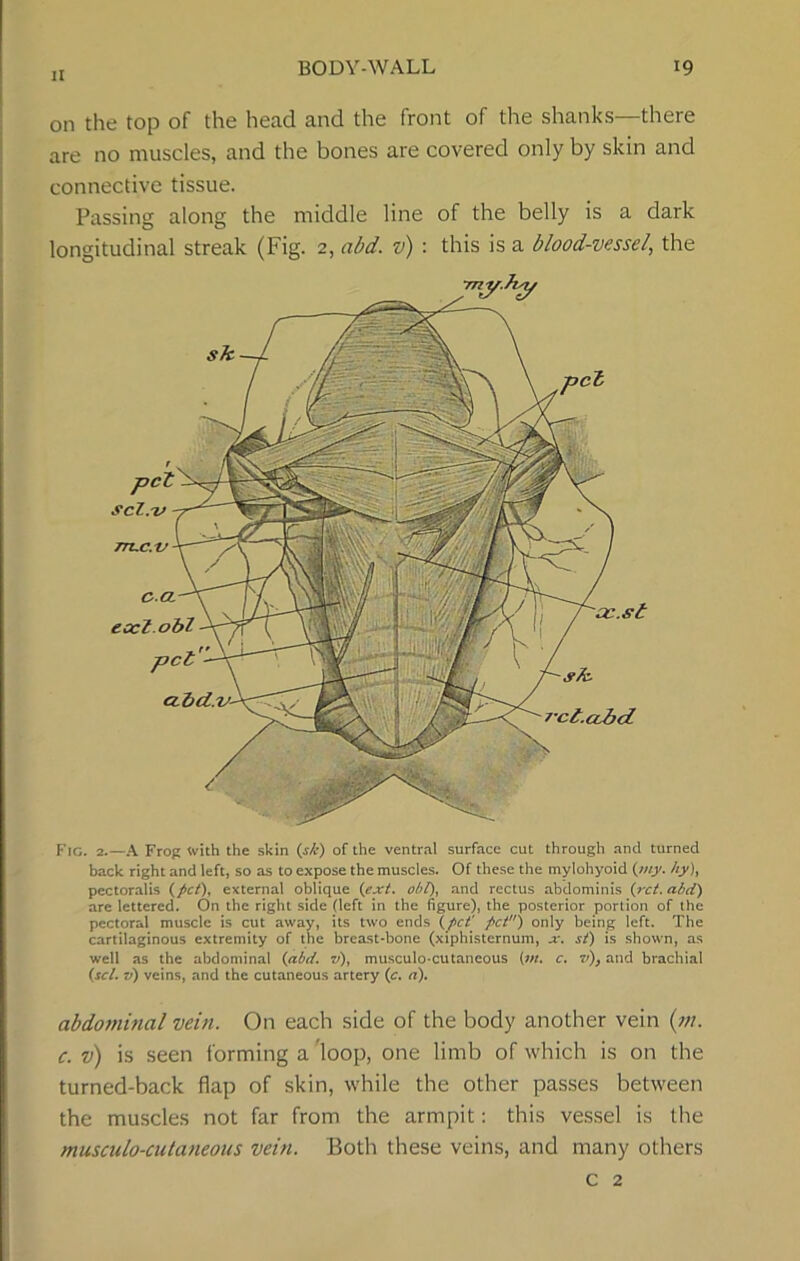 on the top of the head and the front of the shanks—there are no muscles, and the bones are covered only by skin and connective tissue. Passing along the middle line of the belly is a dark longitudinal streak (Fig. 2, abd. v) : this is a blood-vessel, the Fig. 2.—A Frog with the skin (s/e) of the ventral surface cut through and turned back right and left, so as to expose the muscles. Of these the mylohyoid (my. hy), pectoralis (pet), external oblique (ext. obi), and rectus abdominis (ret. abd) are lettered. On the right side (left in the figure), the posterior portion of the pectoral muscle is cut away, its two ends (pet' pet) only being left. The cartilaginous extremity of the breast-bone (xiphisternum, x. st) is shown, as well as the abdominal (abd. v), musculo-cutaneous (m. c. v), and brachial (set. v) veins, and the cutaneous artery (c, a). abdominal vein. On each side of the body another vein (m. c. v) is seen forming a loop, one limb of which is on the turned-back flap of skin, while the other passes between the muscles not far from the armpit: this vessel is the musculo-cutaneous vein. Both these veins, and many others c 2