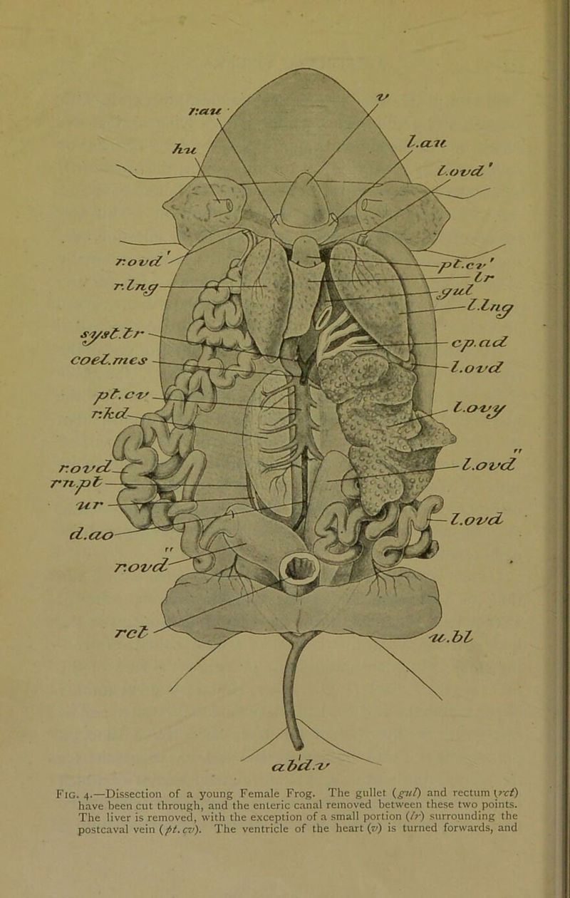 Fig. 4.—Dissection of a young Female Frog. The gullet (gut) and rectum \rct) have been cut through, and the enteric canal removed between these two points. The liver is removed, with the exception of a small portion (/r) surrounding the postcaval vein (fit.cv). The ventricle of the heart (7/) is turned forwards, and a*—~