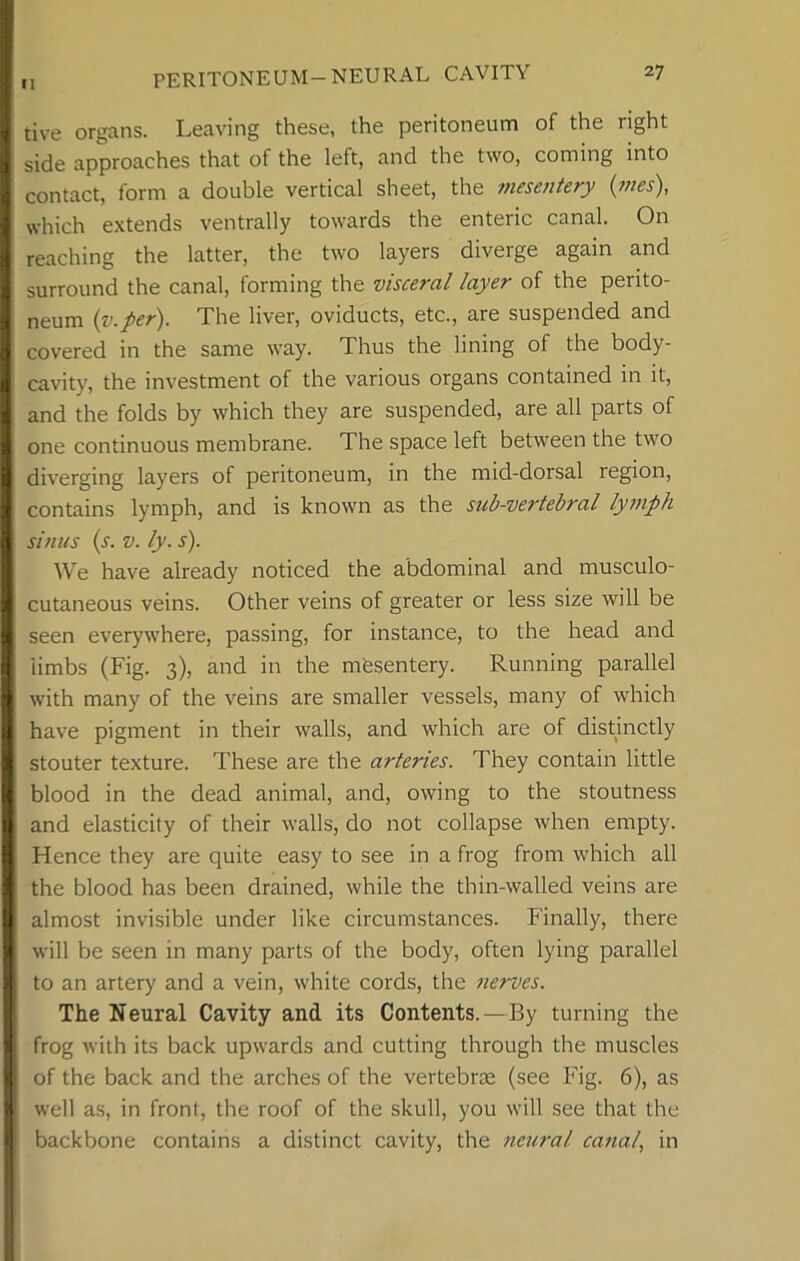 tive organs. Leaving these, the peritoneum of the right side approaches that of the left, and the two, coming into contact, form a double vertical sheet, the mesentery (vies), which extends ventrally towards the enteric canal. On reaching the latter, the two layers diverge again and surround the canal, forming the visceral layer of the perito- neum (v.per). The liver, oviducts, etc., are suspended and covered in the same way. Thus the lining of the body- cavity, the investment of the various organs contained in it, and the folds by which they are suspended, are all parts of one continuous membrane. The space left between the two diverging layers of peritoneum, in the mid-dorsal region, contains lymph, and is known as the sub-vertebral lymph sinus (s. v. ly. s). We have already noticed the abdominal and musculo- cutaneous veins. Other veins of greater or less size will be seen everywhere, passing, for instance, to the head and limbs (Fig. 3), and in the mesentery. Running parallel with many of the veins are smaller vessels, many of which have pigment in their walls, and which are of distinctly stouter texture. These are the arteries. They contain little blood in the dead animal, and, owing to the stoutness and elasticity of their walls, do not collapse when empty. Hence they are quite easy to see in a frog from which all the blood has been drained, while the thin-walled veins are almost invisible under like circumstances. Finally, there will be seen in many parts of the body, often lying parallel to an artery and a vein, white cords, the nerves. The Neural Cavity and its Contents.—By turning the frog with its back upwards and cutting through the muscles of the back and the arches of the vertebrae (see Fig. 6), as well as, in front, the roof of the skull, you will see that the backbone contains a distinct cavity, the neural canal, in
