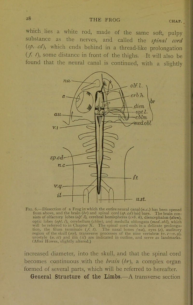 CHAP. which lies a white rod, made of the same soft, pulpy substance as the nerves, and called the spinal cord (SP• cd\ which ends behind in a thread-like prolongation (/ /), some distance in front of the thighs. It will also be found that the neural canal is continued, with a slightly Fig. 6.—Dissection of a Frog in which the entire neural canal (n.c.) has been opened from above, and the brain (hr) and spinal cord (sp. cd) laid bare. The brain con- sists of olfactory lobes (olf. 1), cerebral hemispheres (crb. It), diencephalon (dun), optic lobes (opt. /), cerebellum (cblm), and medulla oblongata (med. obi), which will be referred to in Chapter X. The spinal cord ends in a delicate prolonga- tion, the filum terminale (/. t). The nasal bones (na), eyes (e), auditory region of the skull (an), transverse processes of the nine vertebra; iv. i—v. q), urostyle (u. st) and ilia (il) are indicated in outline, and serve as landmarks. fAfter Howes, slightly altered.) increased diameter, into the skull, and that the spinal cord becomes continuous with the brain (hr), a complex organ formed of several parts, which will be referred to hereafter. General Structure of the Limbs.—A transverse section