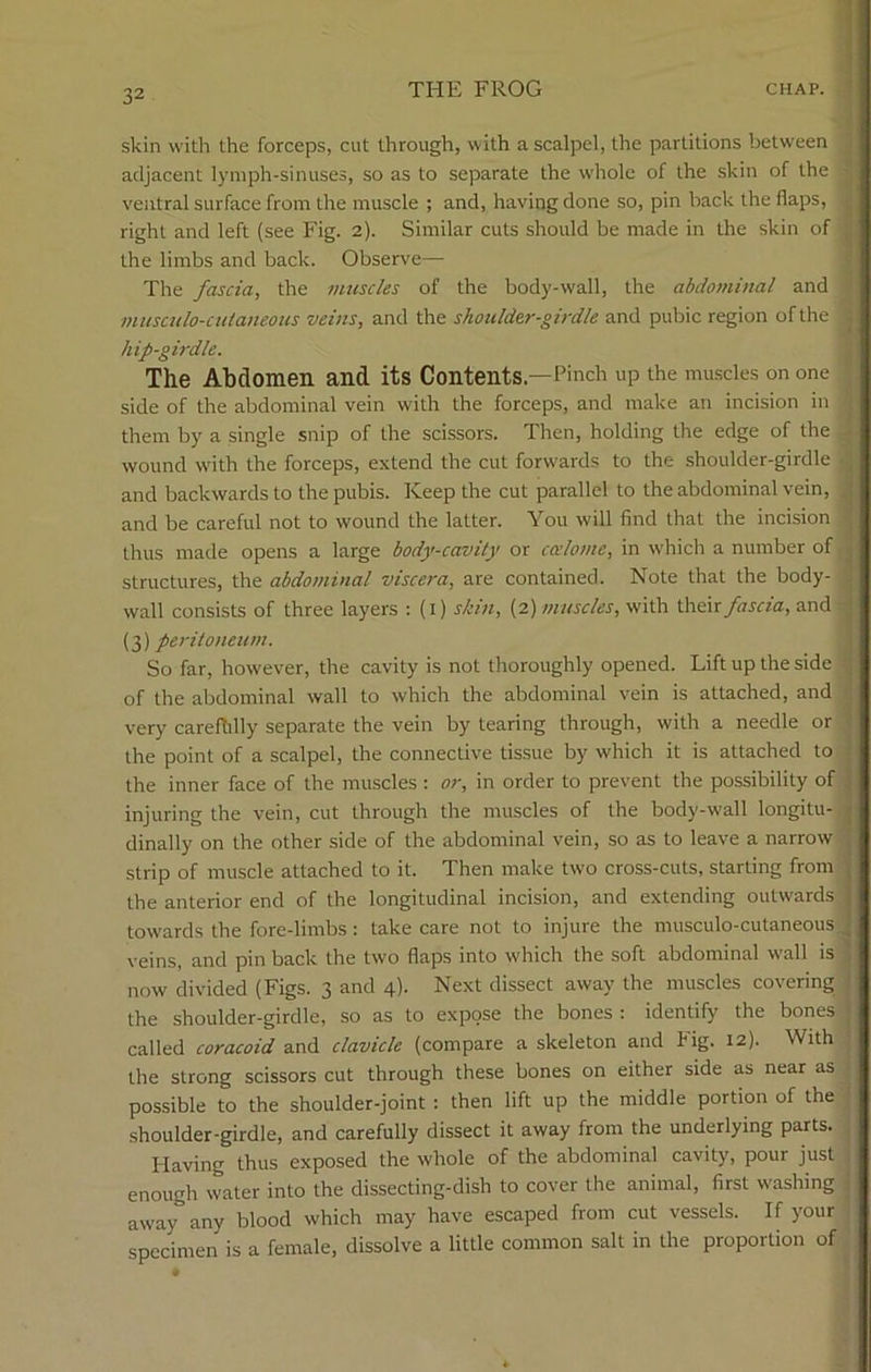 skin with the forceps, cut through, with a scalpel, the partitions between adjacent lymph-sinuses, so as to separate the whole of the skin of the ventral surface from the muscle ; and, having done so, pin hack the flaps, right and left (see Fig. 2). Similar cuts should be made in the skin of the limbs and back. Observe— The fascia, the muscles of the body-wall, the abdominal and musculo-cutaneous veins, and the shoulder-girdle and pubic region of the hip-girdle. The Abdomen and its Contents—Pinch up the muscles on one side of the abdominal vein with the forceps, and make an incision in them by a single snip of the scissors. Then, holding the edge of the wound with the forceps, extend the cut forwards to the shoulder-girdle and backwards to the pubis. Keep the cut parallel to the abdominal vein, and be careful not to wound the latter. You will find that the incision thus made opens a large body-cavity or coelome, in w'hich a number of structures, the abdominal viscera, are contained. Note that the body- wall consists of three layers : (1) skin, (2) muscles, with their fascia, and (3) peritoneum. So far, however, the cavity is not thoroughly opened. Lift up the side of the abdominal wall to which the abdominal vein is attached, and very carefhlly separate the vein by tearing through, with a needle or the point of a scalpel, the connective tissue by which it is attached to the inner face of the muscles : or, in order to prevent the possibility of injuring the vein, cut through the muscles of the body-wall longitu- dinally on the other side of the abdominal vein, so as to leave a narrow strip of muscle attached to it. Then make two cross-cuts, starting from the anterior end of the longitudinal incision, and extending outwaids towards the fore-limbs : take care not to injure the musculo-cutaneous. veins, and pin back the two flaps into which the soft abdominal wall is now divided (Figs. 3 and 4). Next dissect away the muscles covering the shoulder-girdle, so as to expose the bones : identify the bones called coracoid and clavicle (compare a skeleton and Fig. 12). With the strong scissors cut through these bones on either side as near as possible to the shoulder-joint : then lift up the middle portion of the shoulder-girdle, and carefully dissect it away from the underlying parts. Having thus exposed the whole of the abdominal cavity, pour just enough water into the dissecting-dish to cover the animal, first washing away” any blood which may have escaped from cut vessels. If your specimen is a female, dissolve a little common salt in the proportion of