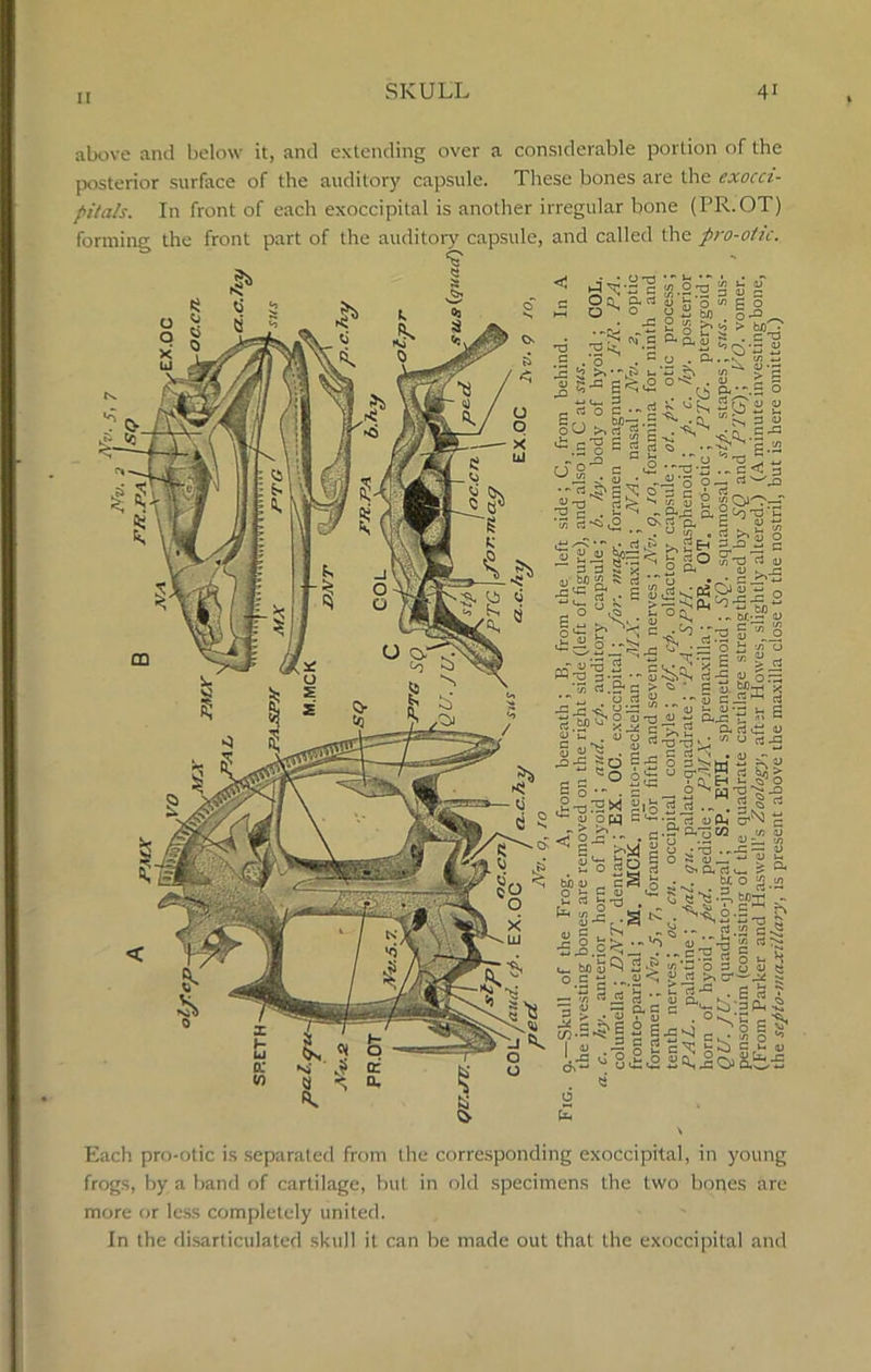 II above and below it, and extending over a considerable portion of the posterior surface of the auditory capsule. These bones are the exocci- pitals. In front of each exoccipital is another irregular bone (PR.OT) forming the front part of the auditory capsule, and called the pro-otic. ••*»*••* c'l! 3 o * g _ b/3 o^> S S C? ^ ^ e . o . c o . ti T S-e gte;,° S.-I I = a SC3 O G • ^ Jv ?U 3 S T3 •- b c r 0lG Lq T3 ’C Ox rt £§0 „ 3 3 ^ * H Ph i V k._g rtj' bl) 55 ^ rt  ** u • • 3 -m . S °=e -m^u ■> =^-cT3 S *oS^^^ = |a a u PP-S'Sl -g^ S| 3 II ^£-.8-2 S---JS S| a-S'-Sv; u a-3 G rt . .oj w- 3 ^r~, W ^ > g_3'd^«,grtd.w . g § rt ^ £ PH -^•rt'rt u P-, S^N ^ r o P • - c • 2* ftT5 co t/j <v <1 bb oj c S l_rtGr-j <j Q ?'7i ^jj **» 2 «’ K. o.S^ h ?•£ o ’ ~ «*, ^ rt b ^ a rt u- £ a b/. ° <£ ’KW  ja . g tC .'*'•«, S-a Ti ~ a ^>a .8 -.Vs 1:3 •E.o^rVS^g V boil's 3^ «j~ 3 3 8 u e ,S e ...2'S > J2 °,w-“ g rt rt  a; a. S*l £ ^ “> o, G K'S^S 2 a . s 3 r'‘ .■p.'i8£jiSiai86e « Each pro-otic is separated from the corresponding exoccipital, in young frogs, by a band of cartilage, but in old specimens the two bones are more or less completely united. In the disarticulated skull it can be made out that the exoccipital and