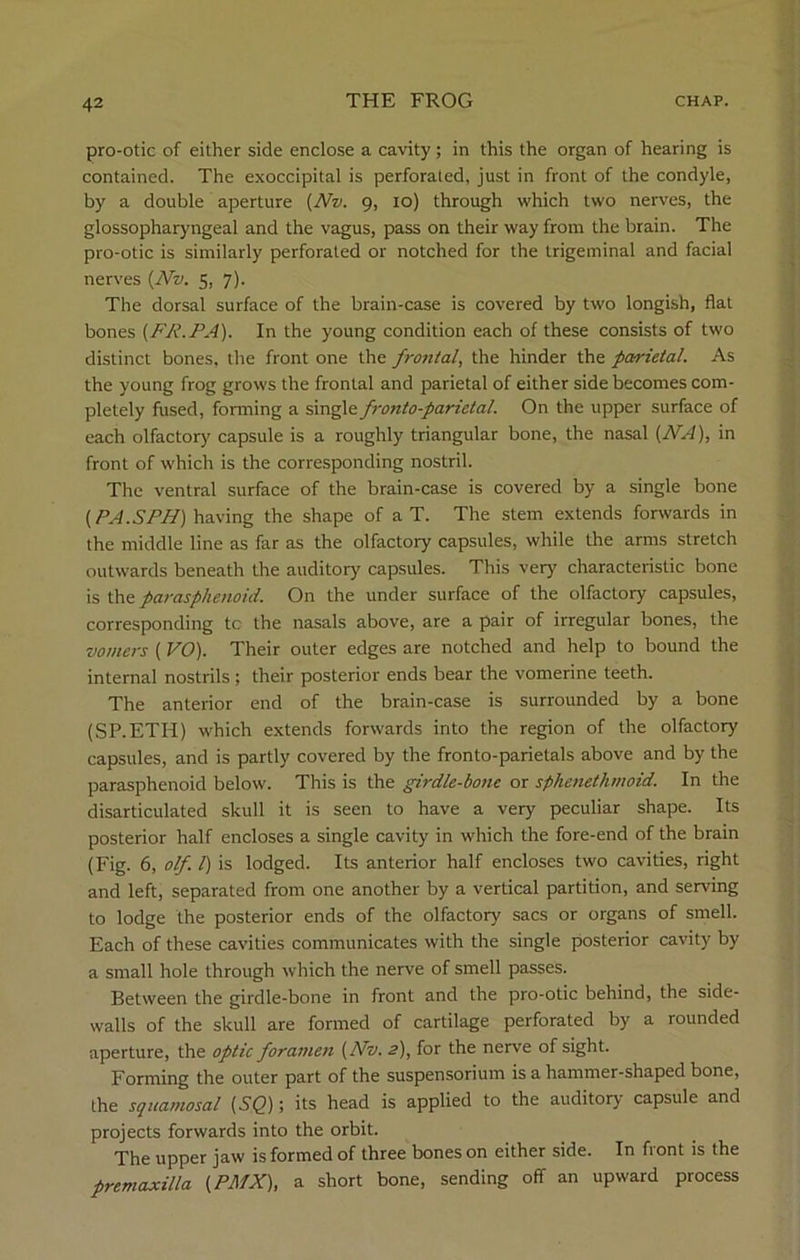 pro-otic of either side enclose a cavity; in this the organ of hearing is contained. The exoccipital is perforated, just in front of the condyle, by a double aperture (Nv. 9, 10) through which two nerves, the glossopharyngeal and the vagus, pass on their way from the brain. The pro-otic is similarly perforated or notched for the trigeminal and facial nerves {Nv. 5, 7). The dorsal surface of the brain-case is covered by two longish, flat bones (FR.PA). In the young condition each of these consists of two distinct bones, the front one the frontal, the hinder the parietal. As the young frog grows the frontal and parietal of either side becomes com- pletely fused, forming a single fronto-parietal. On the upper surface of each olfactory capsule is a roughly triangular bone, the nasal (NA), in front of which is the corresponding nostril. The ventral surface of the brain-case is covered by a single bone (PA.SPH) having the shape of a T. The stem extends forwards in the middle line as far as the olfactory capsules, while the arms stretch outwards beneath the auditory capsules. This very' characteristic bone is the parasphenoid. On the under surface of the olfactory capsules, corresponding tc the nasals above, are a pair of irregular bones, the vomers ( VO). Their outer edges are notched and help to bound the internal nostrils; their posterior ends bear the vomerine teeth. The anterior end of the brain-case is surrounded by a bone (SP.ETH) which extends forwards into the region of the olfactory capsules, and is partly covered by the fronto-parietals above and by the parasphenoid below. This is the girdle-bone or sphenethmoid. In the disarticulated skull it is seen to have a very peculiar shape. Its posterior half encloses a single cavity in which the fore-end of the brain (Fig. 6, olf. 1) is lodged. Its anterior half encloses two cavities, right and left, separated from one another by a vertical partition, and serving to lodge the posterior ends of the olfactory sacs or organs of smell. Each of these cavities communicates with the single posterior cavity by a small hole through which the nerve of smell passes. Between the girdle-bone in front and the pro-otic behind, the side- walls of the skull are formed of cartilage perforated by a rounded aperture, the optic foramen {Nv. 2), for the nerve of sight. Forming the outer part of the suspensorium is a hammer-shaped bone, the squamosal (SQ); its head is applied to the auditory capsule and projects forwards into the orbit. The upper jaw is formed of three bones on either side. In front is the premaxilla (PMX), a short bone, sending off an upward process