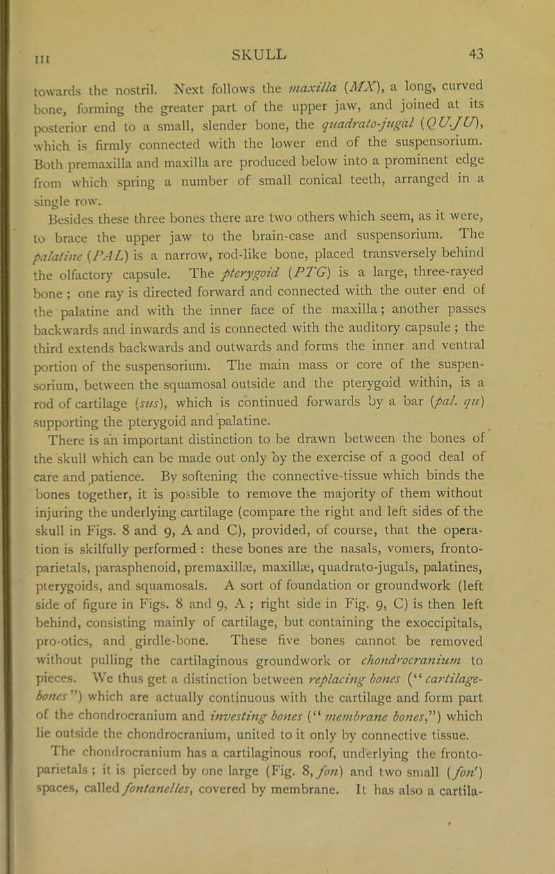 towards the nostril. Next follows the maxilla {MX), a long, curved bone, forming the greater part of the upper jaw, and joined at its posterior end to a small, slender bone, the quadrato-jugal (QU.JU), which is firmly connected with the lower end of the suspensorium. Both premaxilla and maxilla are produced below into a prominent edge from which spring a number of small conical teeth, arranged in a single row. Besides these three bones there are two others which seem, as it were, to brace the upper jaw to the brain-case and suspensorium. The palatine {PAL) is a narrow, rod-like bone, placed transversely behind the olfactory capsule. The pterygoid {PPG) is a large, three-rayed bone ; one ray is directed forward and connected with the outer end of the palatine and with the inner face of the maxilla; another passes backwards and inwards and is connected with the auditory capsule ; the third extends backwards and outwards and forms the inner and ventral portion of the suspensorium. The main mass or core of the suspen- sorium, between the squamosal outside and the pterygoid within, is a rod of cartilage {sits), which is continued forwards by a bar {pal. qu) supporting the pterygoid and palatine. There is an important distinction to be drawn between the bones of the skull which can be made out only by the exercise of a good deal of care and patience. By softening the connective -tissue which binds the bones together, it is possible to remove the majority of them without injuring the underlying cartilage (compare the right and left sides of the skull in Figs. 8 and 9, A and C), provided, of course, that the opera- tion is skilfully performed : these bones are the nasals, vomers, fronto- parietals, parasphenoid, premaxillae, maxillae, quadrato-jugals, palatines, pterygoids, and squamosals. A sort of foundation or groundwork (left side of figure in Figs. 8 and 9, A ; right side in Fig. 9, C) is then left behind, consisting mainly of cartilage, but containing the exoccipitals, pro-otics, and girdle-bone. These five bones cannot be removed without pulling the cartilaginous groundwork or chondrocranmm to pieces. We thus get a distinction between replacing bones (“ cartilage- bones ”) which are actually continuous with the cartilage and form part of the chondrocranium and investing bones (“ membrane bones,) which lie outside the chondrocranium, united to it only by connective tissue. The chondrocranium has a cartilaginous roof, underlying the fronto- parietals ; it is pierced by one large (Fig. 8, fin) and two small ifo/i) spaces, called fontanelles, covered by membrane. It has also a cartila-