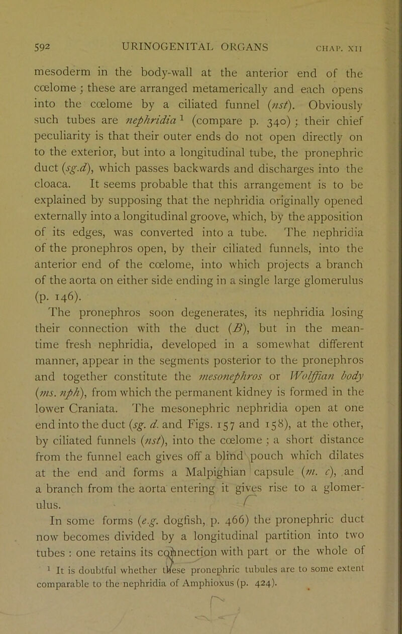 mesoderm in the body-wall at the anterior end of the coelome ; these are arranged metamerically and each opens into the coelome by a ciliated funnel (nst). Obviously such tubes are nephridia 1 (compare p. 340) ; their chief peculiarity is that their outer ends do not open directly on to the exterior, but into a longitudinal tube, the pronephric duct (sg.d), which passes backwards and discharges into the cloaca. It seems probable that this arrangement is to be explained by supposing that the nephridia originally opened externally into a longitudinal groove, which, by the apposition of its edges, was converted into a tube. The nephridia of the pronephros open, by their ciliated funnels, into the anterior end of the coelome, into which projects a branch of the aorta on either side ending in a single large glomerulus (p. 146). The pronephros soon degenerates, its nephridia losing their connection with the duct {B), but in the mean- time fresh nephridia, developed in a somewhat different manner, appear in the segments posterior to the pronephros and together constitute the mesonephros or Wolffian body {ms. nph), from which the permanent kidney is formed in the lower Craniata. The mesonephric nephridia open at one end into the duct {sg. d. and Figs. 157 and 158), at the other, by ciliated funnels {nst), into the coelome ; a short distance from the funnel each gives off a blind pouch which dilates at the end and forms a Malpighian capsule {m. c), and a branch from the aorta entering it gives rise to a glomer- ulus. In some forms {eg. dogfish, p. 466) the pronephric duct now becomes divided by a longitudinal partition into two tubes : one retains its cphnection with part or the whole of 1 It is doubtful whether these pronephric tubules are to some extent comparable to the nephridia of Amphioxus (p. 424).