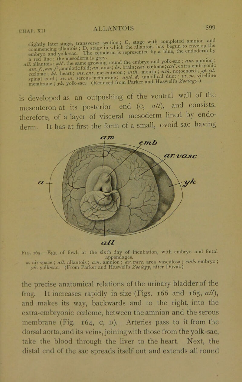 CHAP. XII is developed as an outpushing of the ventral wall of the mesenteron at its posterior end (c, all), and consists, therefore, of a layer of visceral mesoderm lined by endo- derm. It has at first the form of a small, ovoid sac having Fig. 165.—Egg of fowl, at the sixth day of incubation, with embryo and fcntal a. air-space ; all. allantois ; am. amnion ; ar. vase, area vasculosa ; cmb. embryo ; yk. yolk-sac. (From Parker and Haswell's Zoology, after Duval.) the precise anatomical relations of the urinary bladder of the frog. It increases rapidly in size (Figs. 166 and 165, all), and makes its way, backwards and to the right, into the extra-embryonic coelome, between the amnion and the serous membrane (Fig. 164, c, d). Arteries pass to it from the dorsal aorta,and its veins, joining with those from the yolk-sac, take the blood through the liver to the heart. Next, the distal end of the sac spreads itself out and extends all round am a - all appendages.