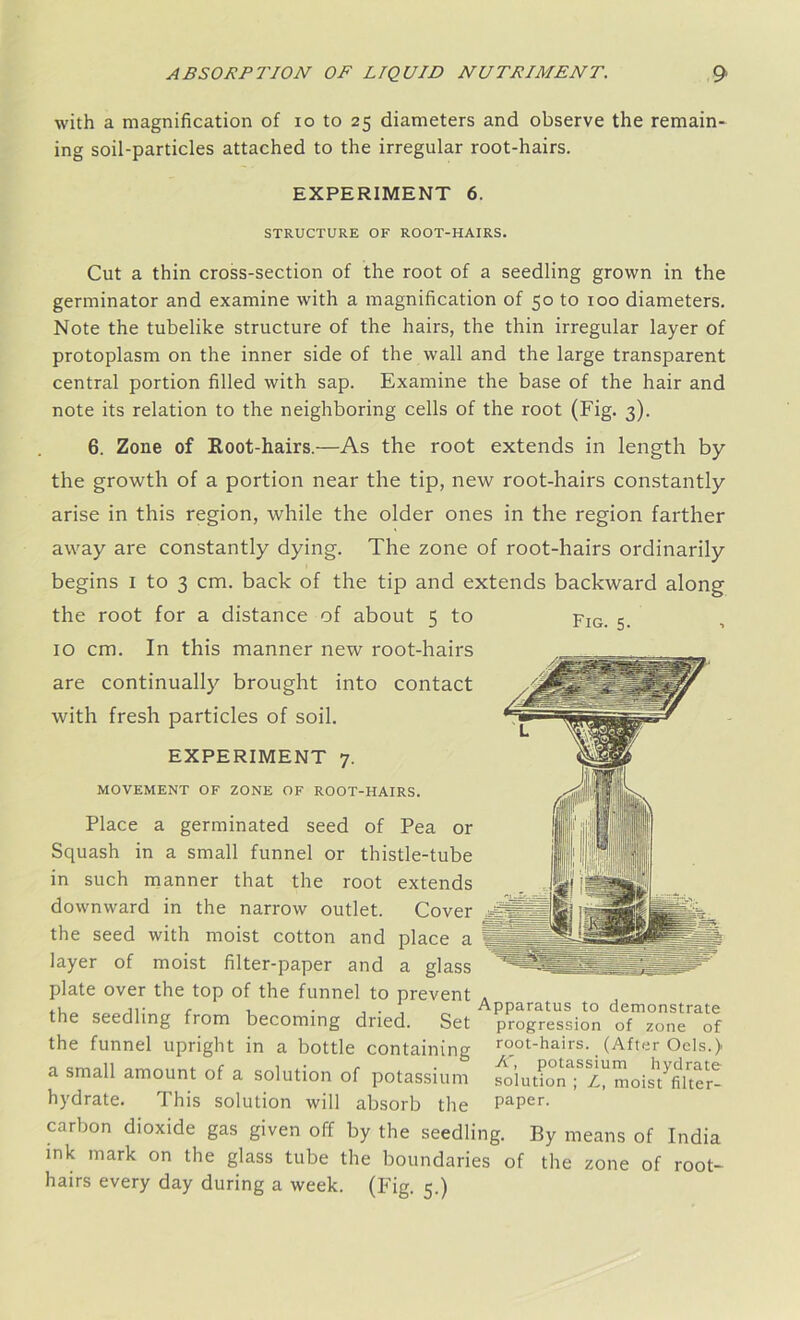 with a magnification of io to 25 diameters and observe the remain- ing soil-particles attached to the irregular root-hairs. EXPERIMENT 6. STRUCTURE OF ROOT-HAIRS. Cut a thin cross-section of the root of a seedling grown in the germinator and examine with a magnification of 50 to 100 diameters. Note the tubelike structure of the hairs, the thin irregular layer of protoplasm on the inner side of the wall and the large transparent central portion filled with sap. Examine the base of the hair and note its relation to the neighboring cells of the root (Fig. 3). 6. Zone of Root-hairs.—As the root extends in length by the growth of a portion near the tip, new root-hairs constantly arise in this region, while the older ones in the region farther away are constantly dying. The zone of root-hairs ordinarily begins 1 to 3 cm. back of the tip and extends backward along the root for a distance of about 5 to Fig. 5. 10 cm. In this manner new root-hairs are continually brought into contact with fresh particles of soil. EXPERIMENT 7. MOVEMENT OF ZONE OF ROOT-HAIRS. Place a germinated seed of Pea or Squash in a small funnel or thistle-tube in such manner that the root extends downward in the narrow outlet. Cover the seed with moist cotton and place a layer of moist filter-paper and a glass plate over the top of the funnel to prevent the seedling from becoming dried. Set the funnel upright in a bottle containing a small amount of a solution of potassium hydrate. This solution will absorb the Apparatus to demonstrate progression of zone of root-hairs. (After Oels.) A, potassium hydrate solution ; A, moist filter- paper. carbon dioxide gas given off by the seedling. By means of India ink mark on the glass tube the boundaries of the zone of root- hairs every day during a week. (Fig. 5.)