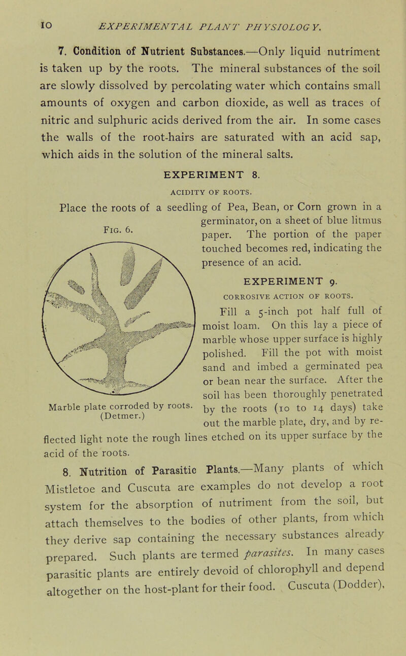 7. Condition of Nutrient Substances.—Only liquid nutriment is taken up by the roots. The mineral substances of the soil are slowly dissolved by percolating water which contains small amounts of oxygen and carbon dioxide, as well as traces of nitric and sulphuric acids derived from the air. In some cases the walls of the root-hairs are saturated with an acid sap, which aids in the solution of the mineral salts. EXPERIMENT 8. ACIDITY OF ROOTS. Place the roots of a seedling of Pea, Bean, or Corn grown in a germinator, on a sheet of blue litmus FlG‘ 6' paper. The portion of the paper touched becomes red, indicating the presence of an acid. EXPERIMENT 9. CORROSIVE ACTION OF ROOTS. Fill a 5-inch pot half full of moist loam. On this lay a piece of marble whose upper surface is highly polished. Fill the pot with moist sand and imbed a germinated pea or bean near the surface. After the soil has been thoroughly penetrated by the roots (10 to 14 days) take out the marble plate, dry, and by re- flected light note the rough lines etched on its upper surface by the acid of the roots. Marble plate corroded by roots. (Detmer.) 8. Nutrition of Parasitic Plants—Many plants of which Mistletoe and Cuscuta are examples do not develop a root system for the absorption of nutriment from the soil, but attach themselves to the bodies of other plants, from which they derive sap containing the necessary substances already prepared. Such plants are termed parasites. In many cases parasitic plants are entirely devoid of chlorophyll and depend altogether on the host-plant for their food. Cuscuta (Dodder).