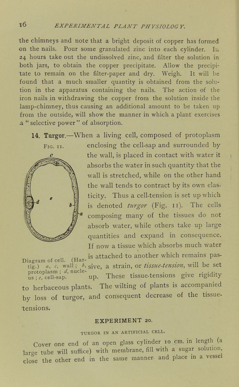 the chimneys and note that a bright deposit of copper has formed on the nails. Pour some granulated zinc into each cylinder. In 24 hours take out the undissolved zinc, and filter the solution in both jars, to obtain the copper precipitate. Allow the precipi- tate to remain on the filter-paper and dry. Weigh. It will be found that a much smaller quantity is obtained from the solu- tion in the apparatus containing the nails. The action of the iron nails in withdrawing the copper from the solution inside the lamp-chimney, thus causing an additional amount to be taken up from the outside, will show the manner in which a plant exercises •a “ selective power ” of absorption. 14. Turgor.—When a living cell, composed of protoplasm enclosing the cell-sap and surrounded by the wall, is placed in contact with water it absorbs the water in such quantity that the wall is stretched, while on the other hand the wall tends to contract by its own elas- ticity. Thus a cell-tension is set up which is denoted turgor (Fig. n). The cells composing many of the tissues do not absorb water, while others take up large quantities and expand in consequence. If now a tissue which absorbs much water „ /TT is attached to another which remains pas- Diagram of cell. (Har- tig.) «, C, wall; b, siVe, a strain, or tissue-tension, will be set protoplasm; d, nucle- . . . . , us ; *, cell-sap. up. These tissue-tensions give rigidity to herbaceous plants. The wilting of plants is accompanied by loss of turgor, and consequent decrease of the tissue- tensions. Fig. 11. EXPERIMENT 20. TURGOR IN AN ARTIFICIAL CELL. Cover one end of an open glass cylinder 10 cm. in length (a lame tube will suffice) with membrane, fill with a sugar solution, close the other end in the same manner, and place in a vessel