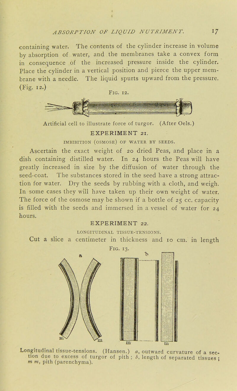 containing water. The contents of the cylinder increase in volume by absorption of water, and the membranes take a convex form in consequence of the increased pressure inside the cylinder. Place the cylinder in a vertical position and pierce the upper mem- brane with a needle. The liquid spurts upward from the pressure. (Fig. 12.) Fig. 12. Artificial cell to illustrate force of turgor. (After Oels.) EXPERIMENT 21. IMBIBITION (OSMOSE) OF WATER BY SEEDS. Ascertain the exact weight of 20 dried Peas, and place in a dish containing distilled water. In 24 hours the Peas will have greatly increased in size by the diffusion of water through the seed-coat. The substances stored in the seed have a strong attrac- tion for water. Dry the seeds by rubbing with a cloth, and weigh. In some cases they will have taken up their own weight of water. The force of the osmose may be shown if a bottle of 25 cc. capacity is filled with the seeds and immersed in a vessel of water for 24 hours. EXPERIMENT 22. LONGITUDINAL TISSUE-TENSIONS. Cut a slice a centimeter in thickness and 10 cm. in length Fig. 13. a Ill !ii- . jj!| Hiiiii! m jili • I'ii-p! m Longitudinal tissue-tensions. (Hansen.) a, outward curvature of a sec- tion due to excess of turgor of pith ; b, length of separated tissues ; m m, pith (parenchyma).